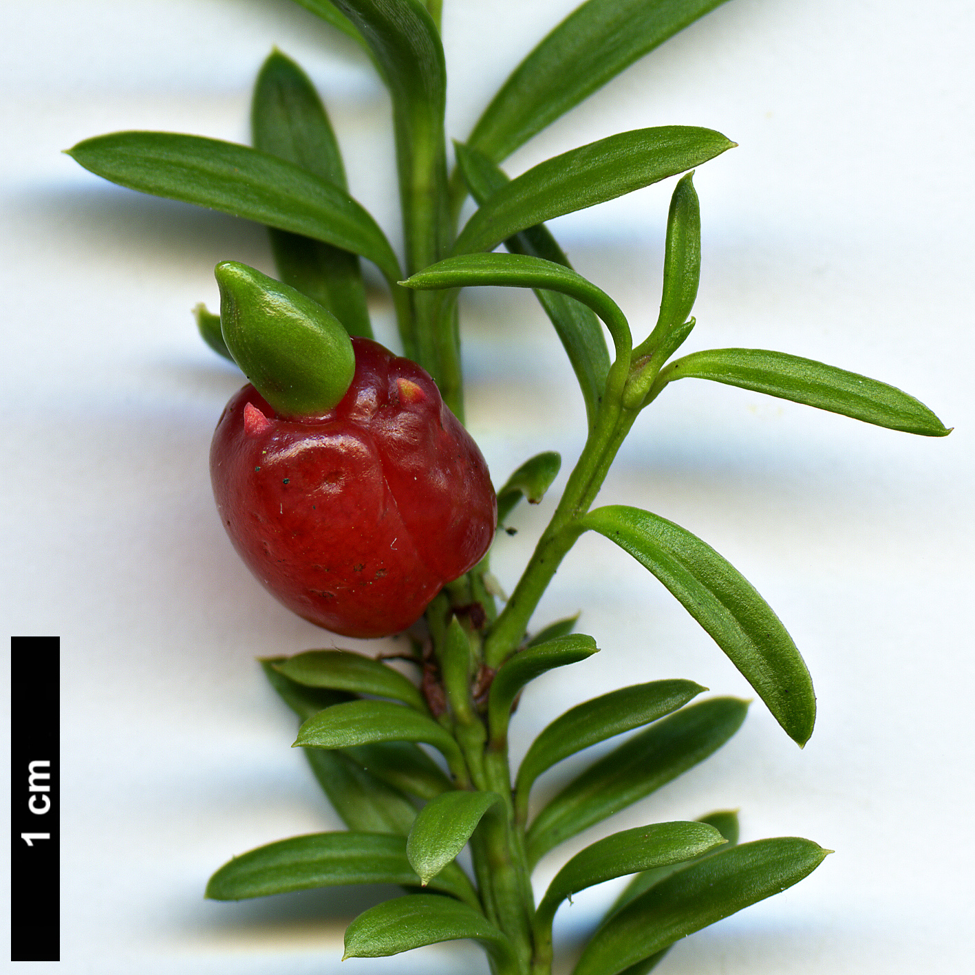 High resolution image: Family: Podocarpaceae - Genus: Podocarpus - Taxon: nivalis