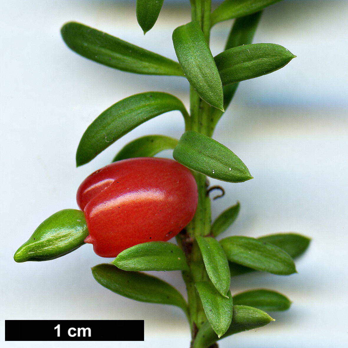 High resolution image: Family: Podocarpaceae - Genus: Podocarpus - Taxon: nivalis