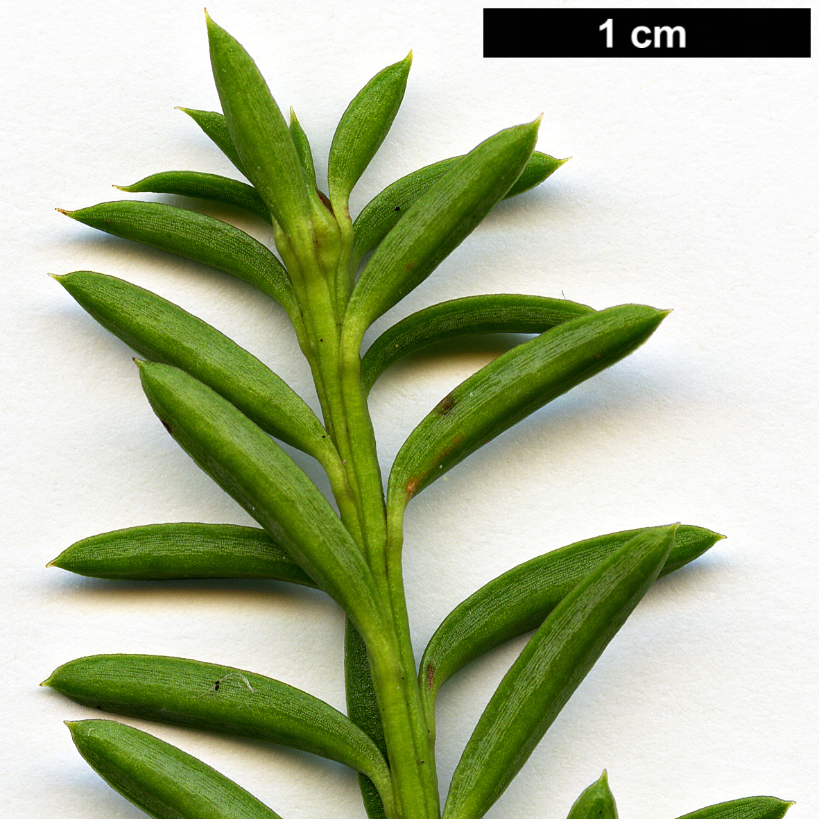 High resolution image: Family: Podocarpaceae - Genus: Podocarpus - Taxon: nivalis