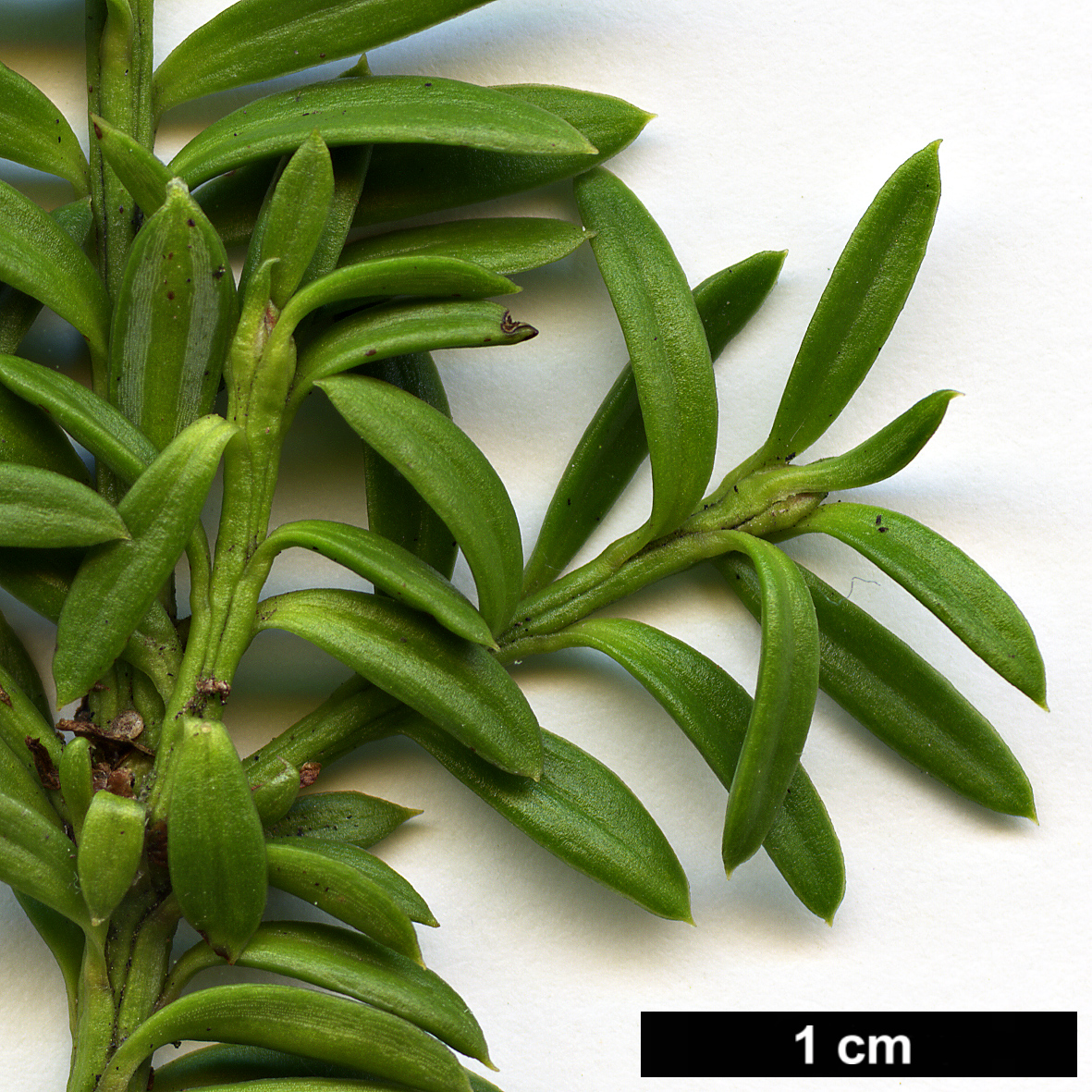 High resolution image: Family: Podocarpaceae - Genus: Podocarpus - Taxon: nivalis