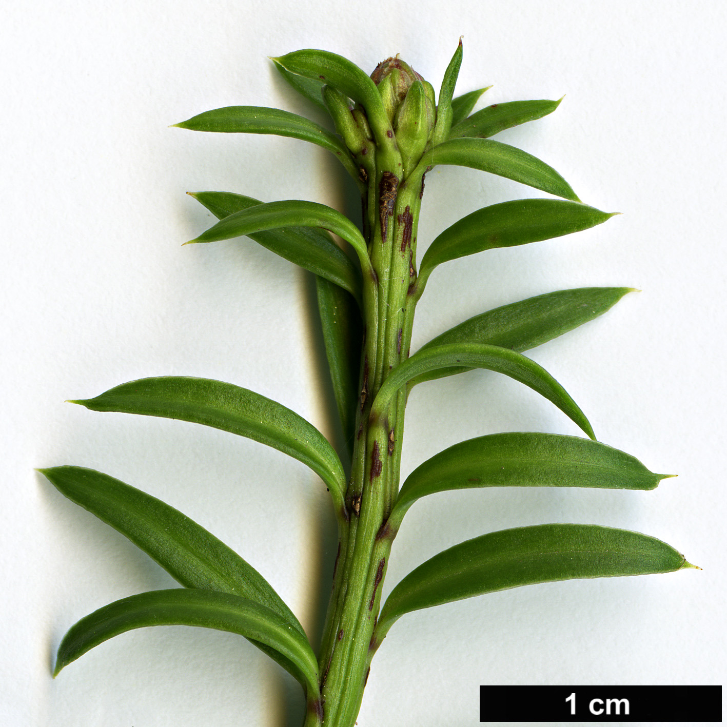 High resolution image: Family: Podocarpaceae - Genus: Podocarpus - Taxon: nivalis