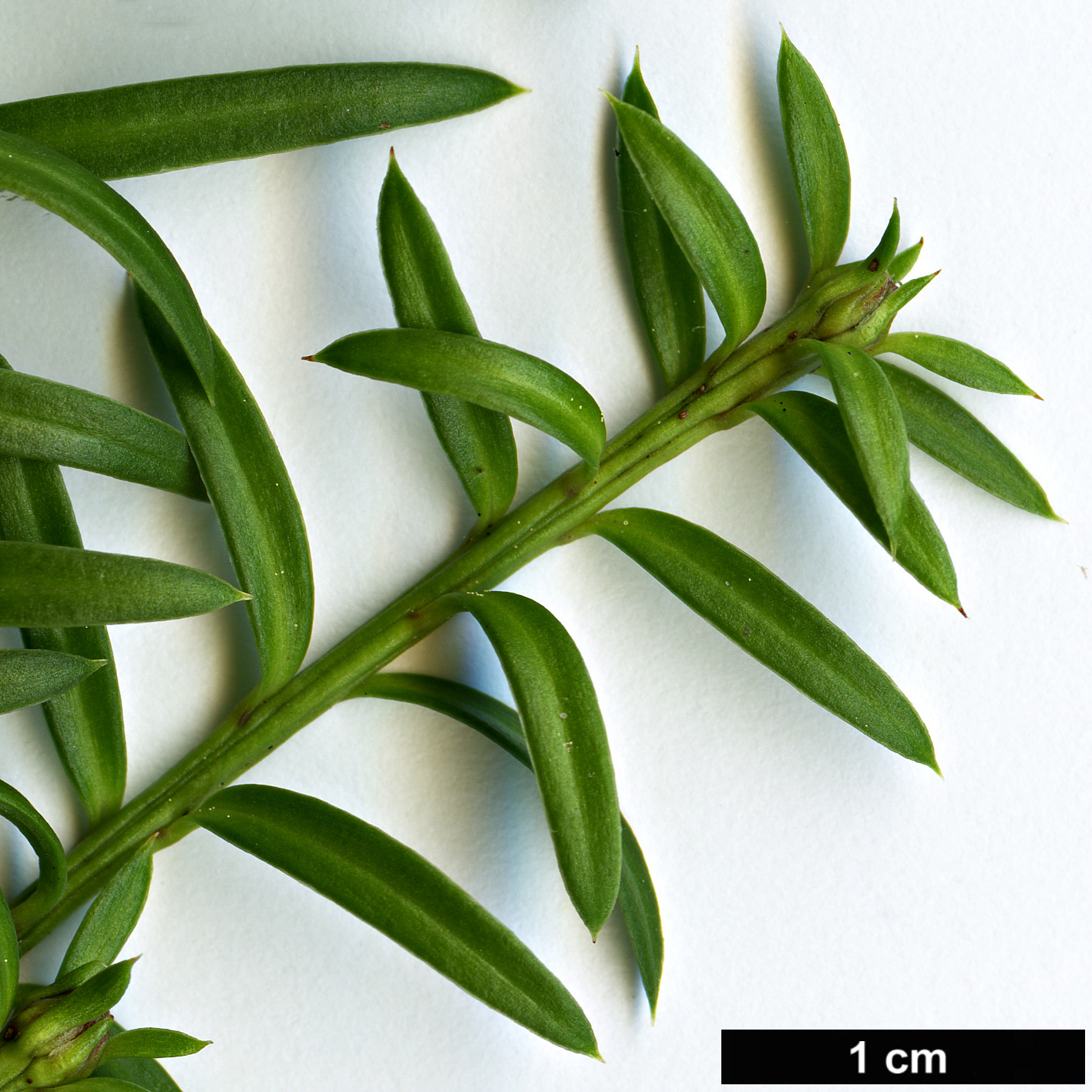 High resolution image: Family: Podocarpaceae - Genus: Podocarpus - Taxon: nivalis