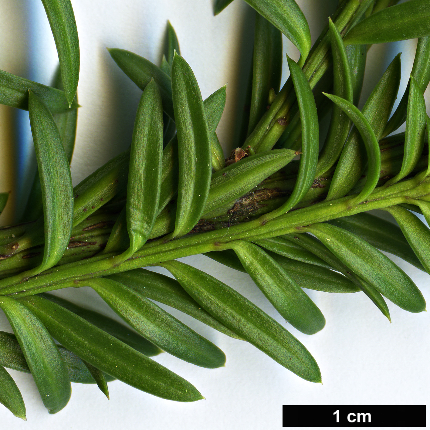 High resolution image: Family: Podocarpaceae - Genus: Podocarpus - Taxon: nivalis