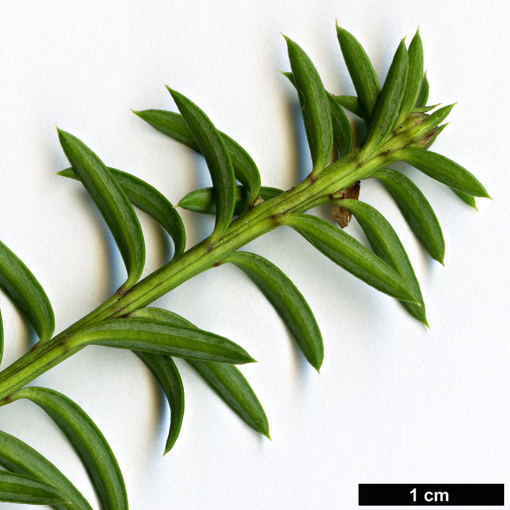 High resolution image: Family: Podocarpaceae - Genus: Podocarpus - Taxon: nivalis