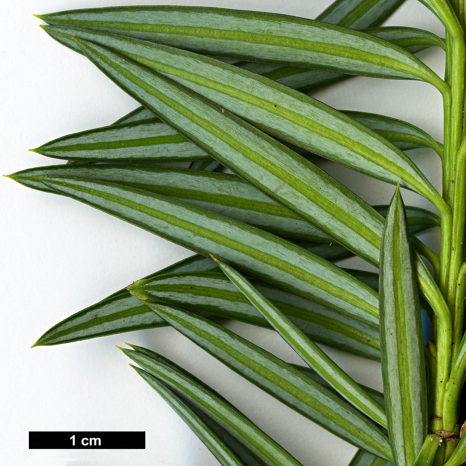 High resolution image: Family: Podocarpaceae - Genus: Podocarpus - Taxon: nubigenus