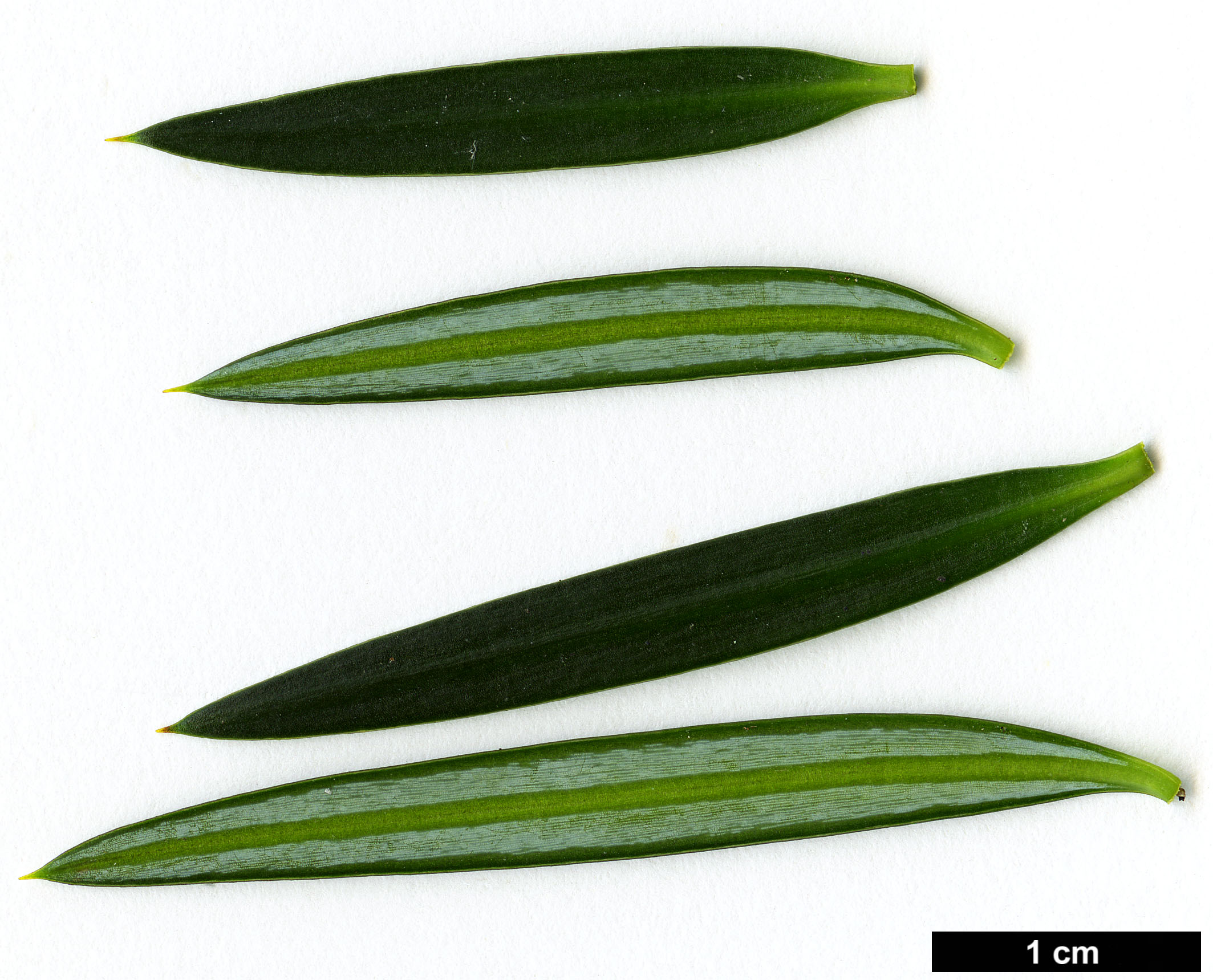 High resolution image: Family: Podocarpaceae - Genus: Podocarpus - Taxon: nubigenus