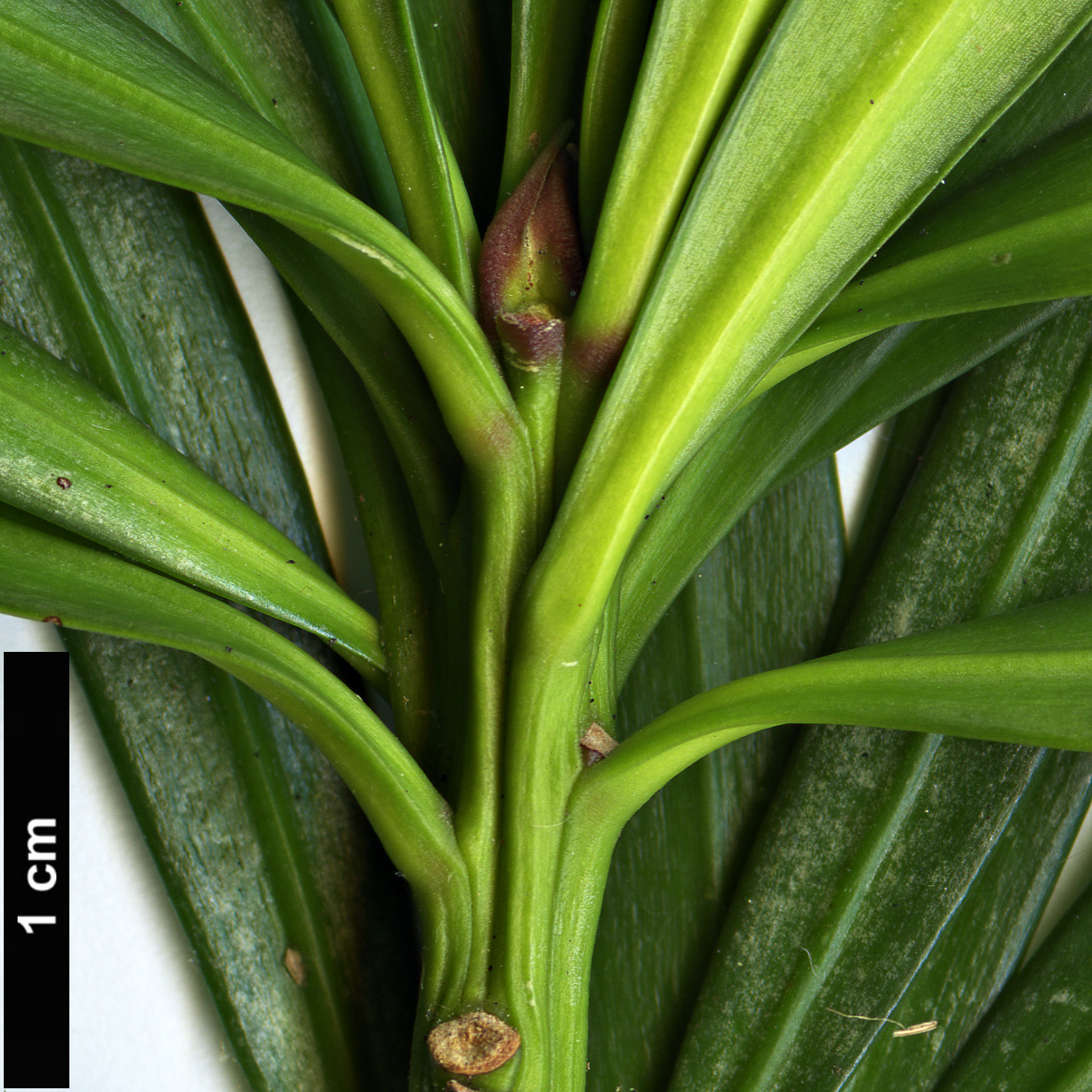 High resolution image: Family: Podocarpaceae - Genus: Podocarpus - Taxon: pilgeri