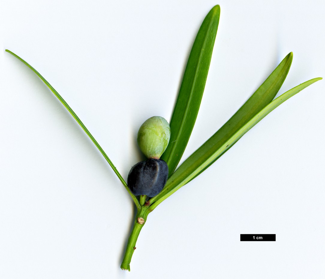 High resolution image: Family: Podocarpaceae - Genus: Podocarpus - Taxon: pilgeri