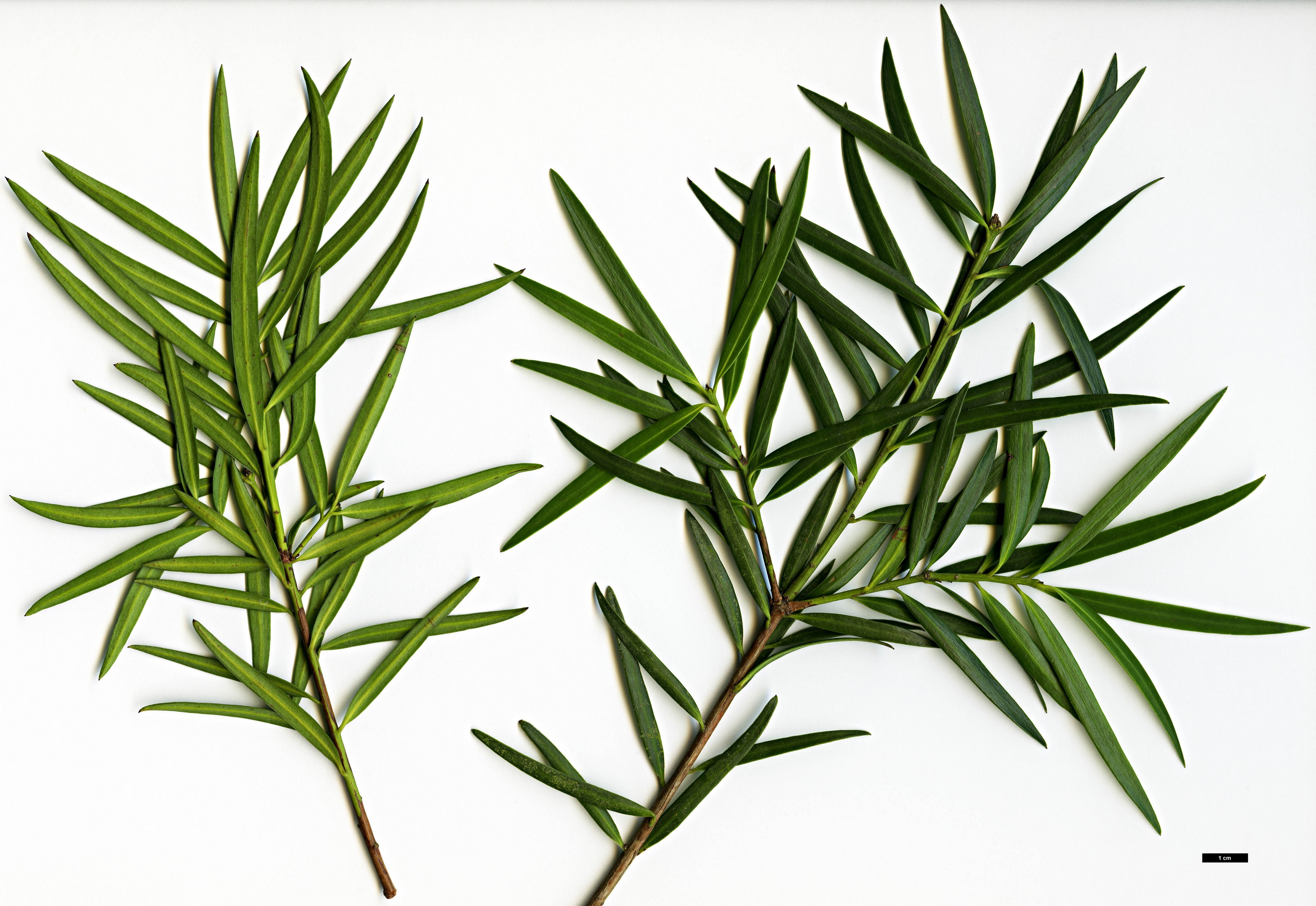 High resolution image: Family: Podocarpaceae - Genus: Podocarpus - Taxon: salignus