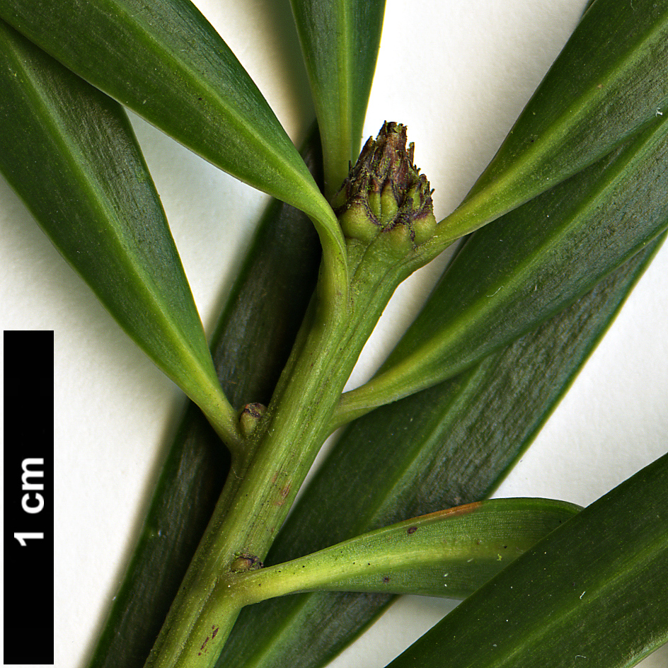 High resolution image: Family: Podocarpaceae - Genus: Podocarpus - Taxon: salignus