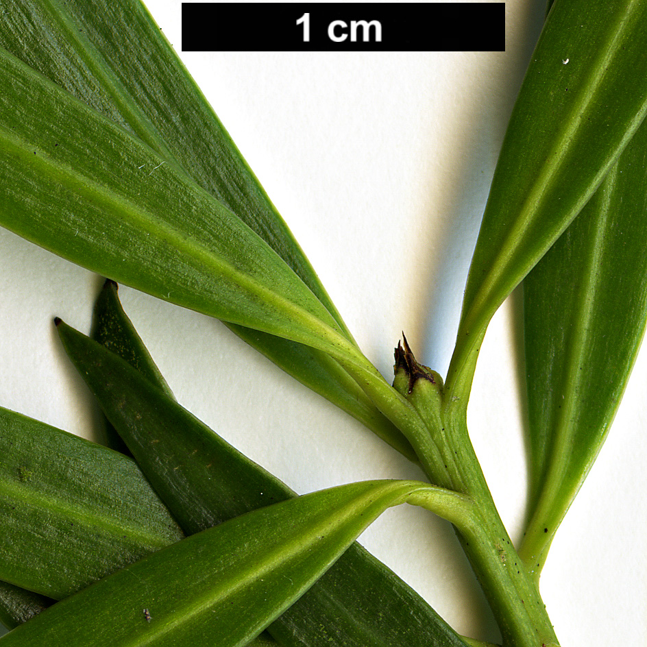 High resolution image: Family: Podocarpaceae - Genus: Podocarpus - Taxon: salignus