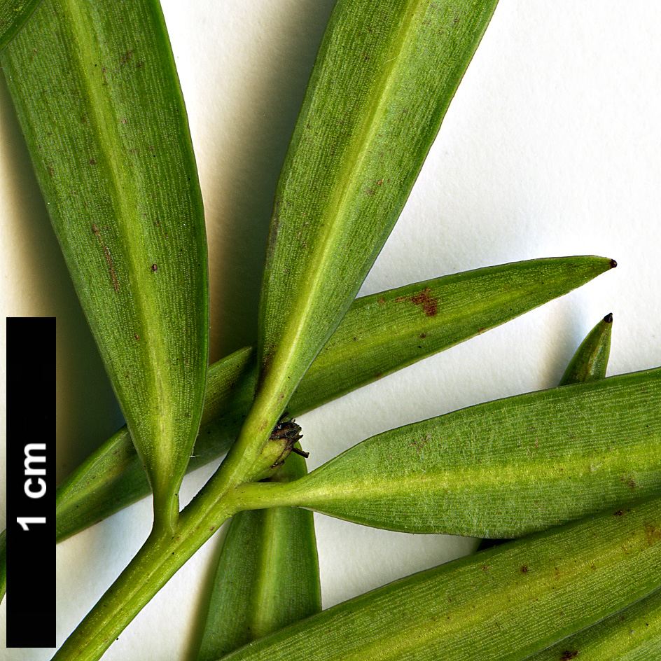 High resolution image: Family: Podocarpaceae - Genus: Podocarpus - Taxon: salignus