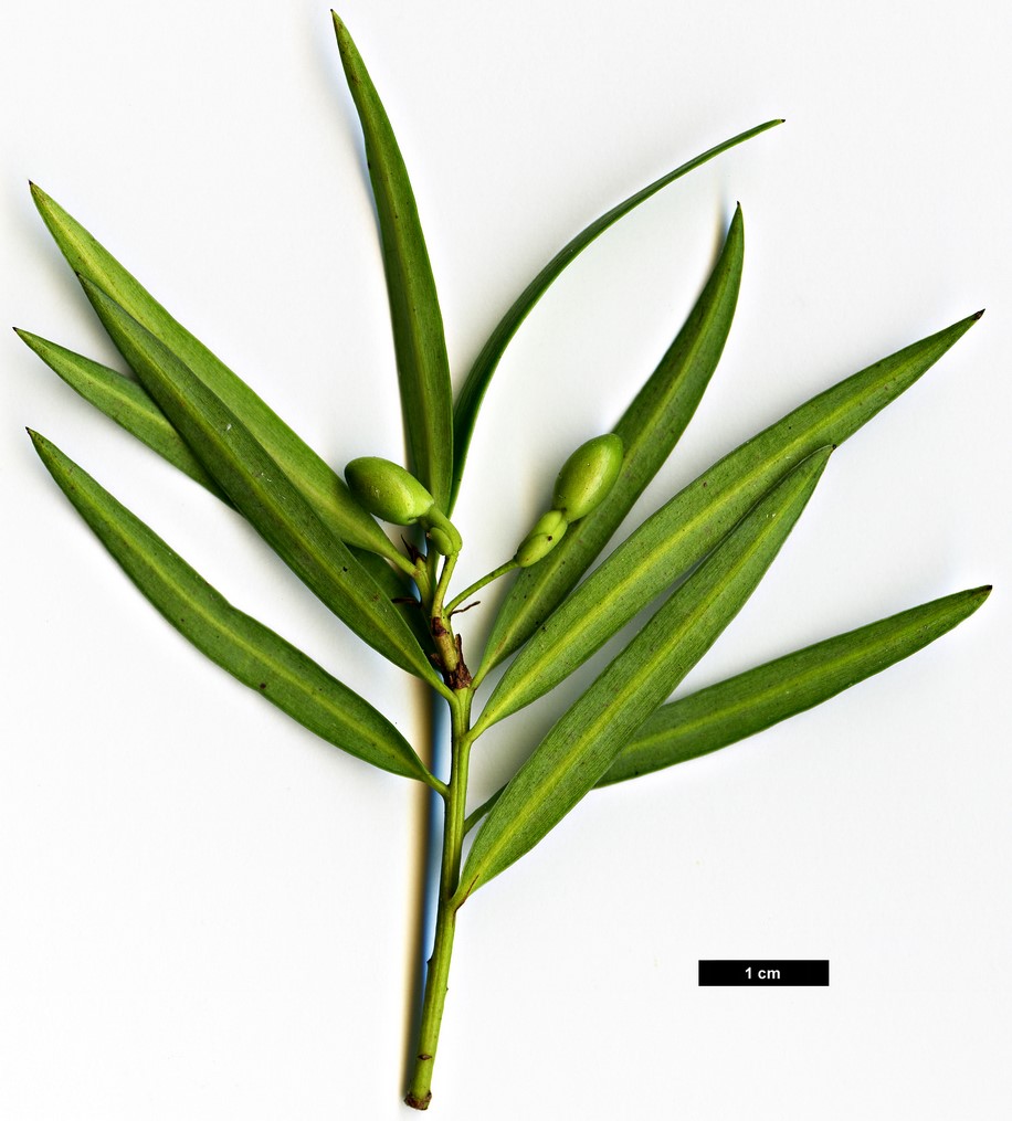 High resolution image: Family: Podocarpaceae - Genus: Podocarpus - Taxon: salignus