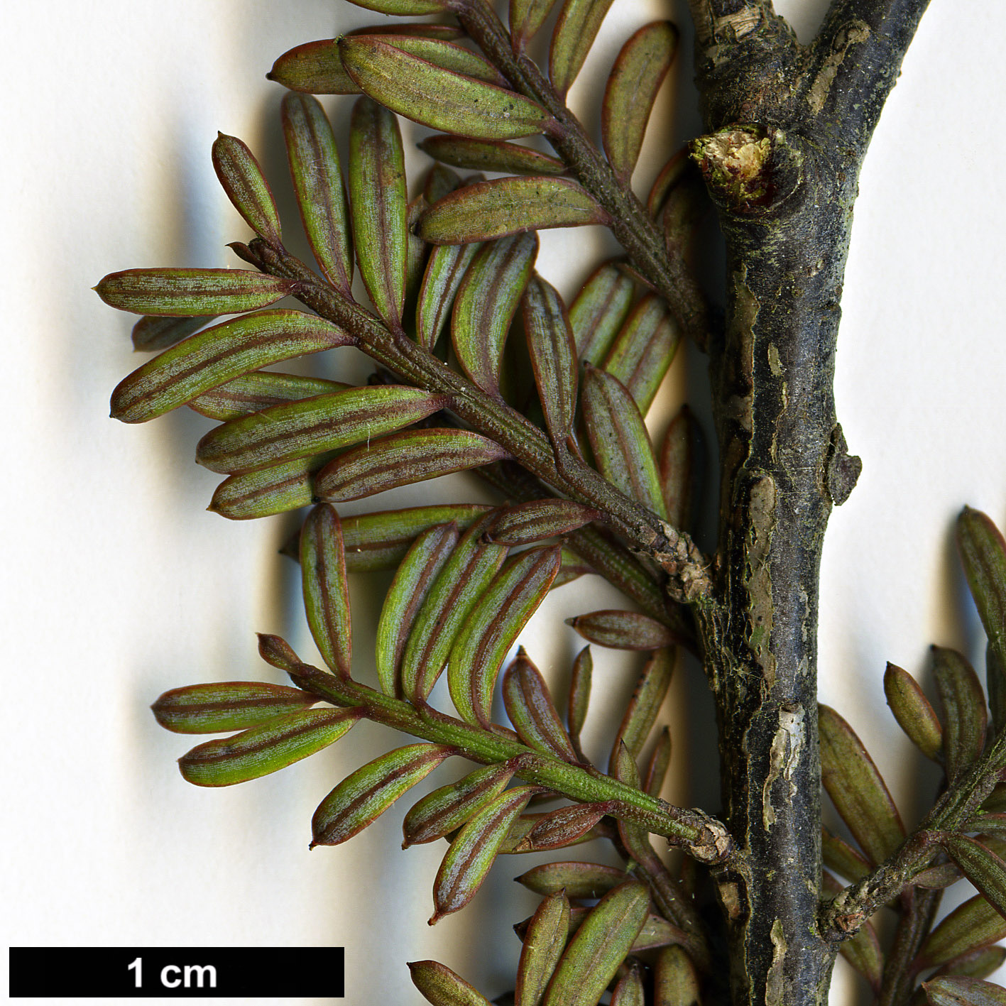 High resolution image: Family: Podocarpaceae - Genus: Prumnopitys - Taxon: taxifolia