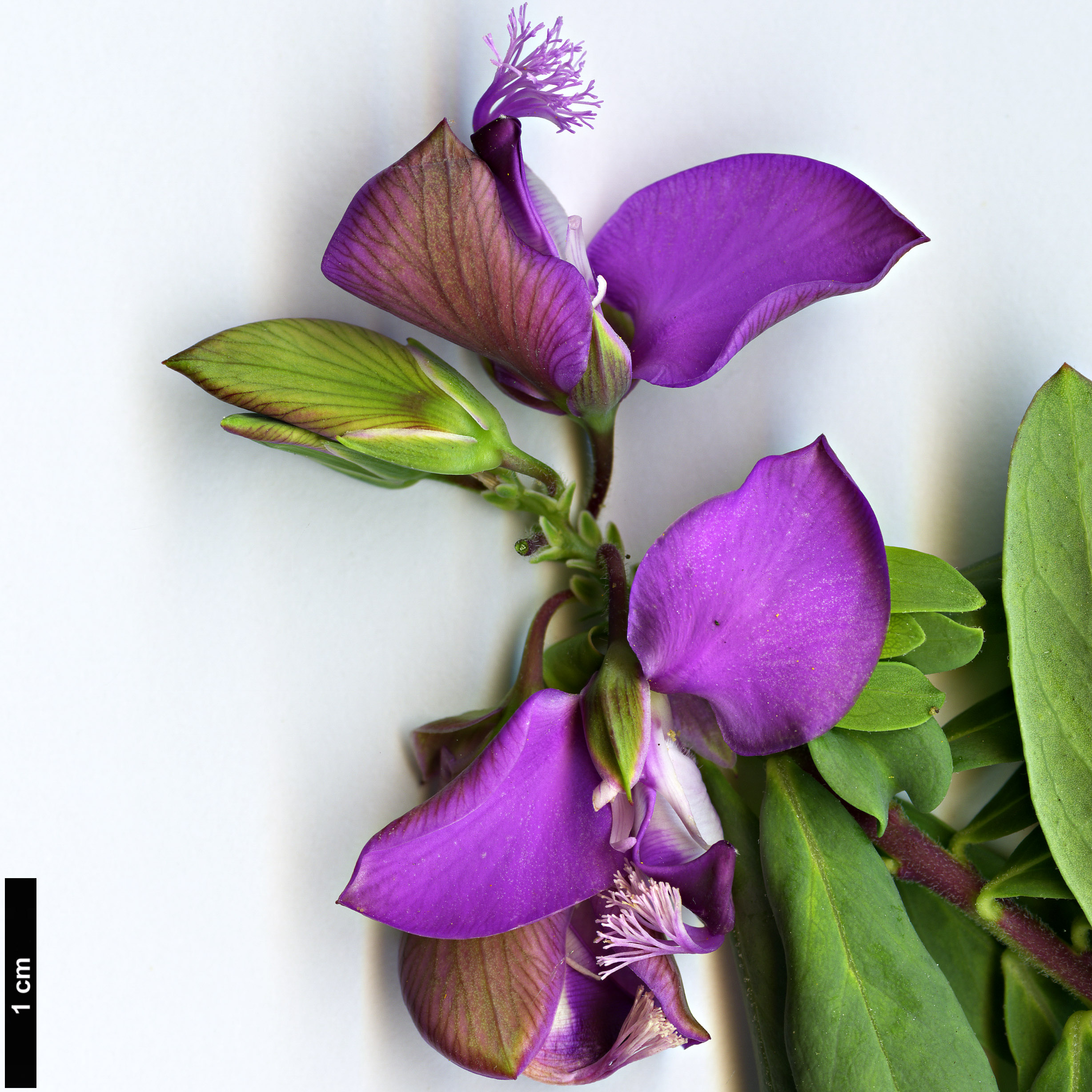 High resolution image: Family: Polygalaceae - Genus: Polygala - Taxon: myrtifolia