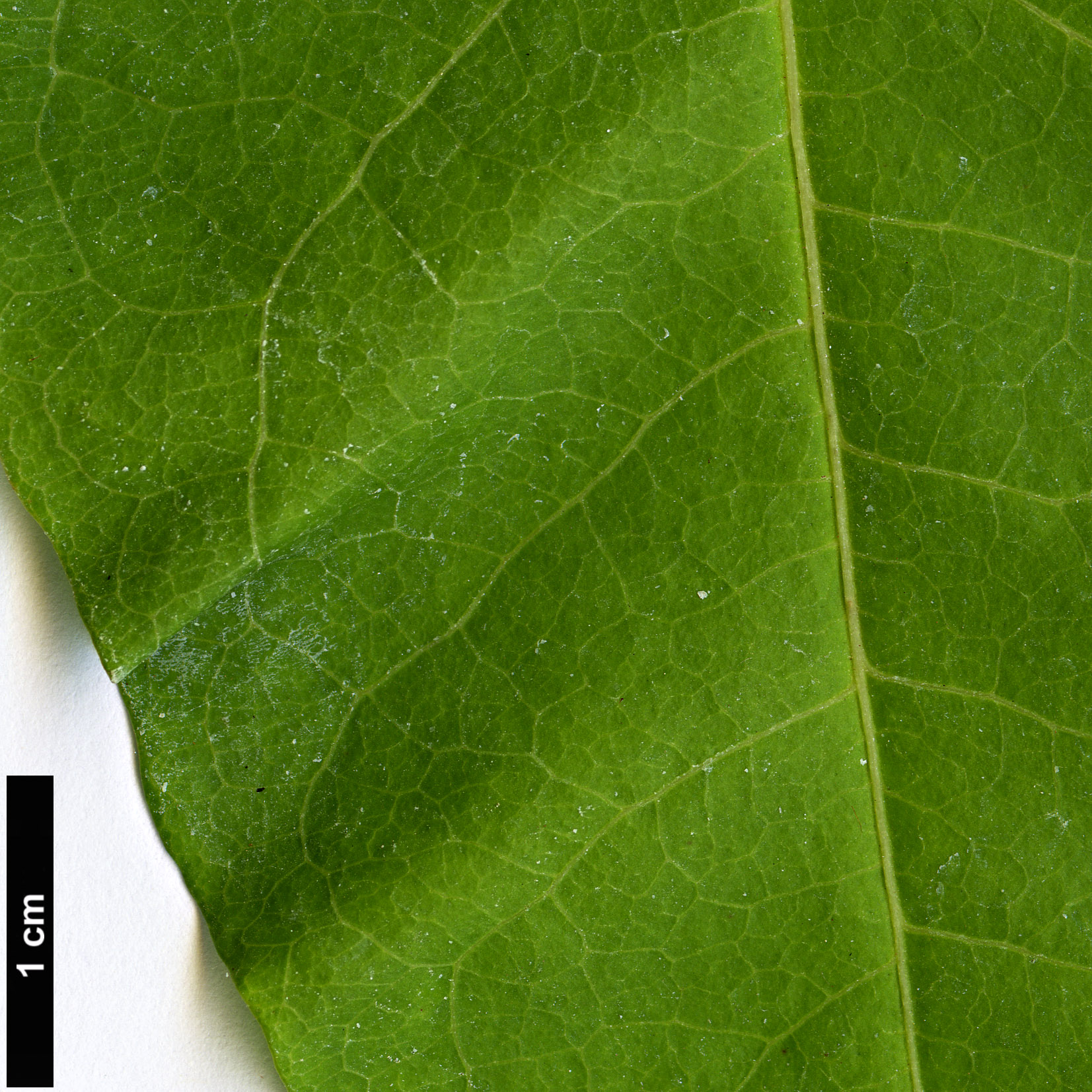 High resolution image: Family: Polygonaceae - Genus: Brunnichia - Taxon: ovata