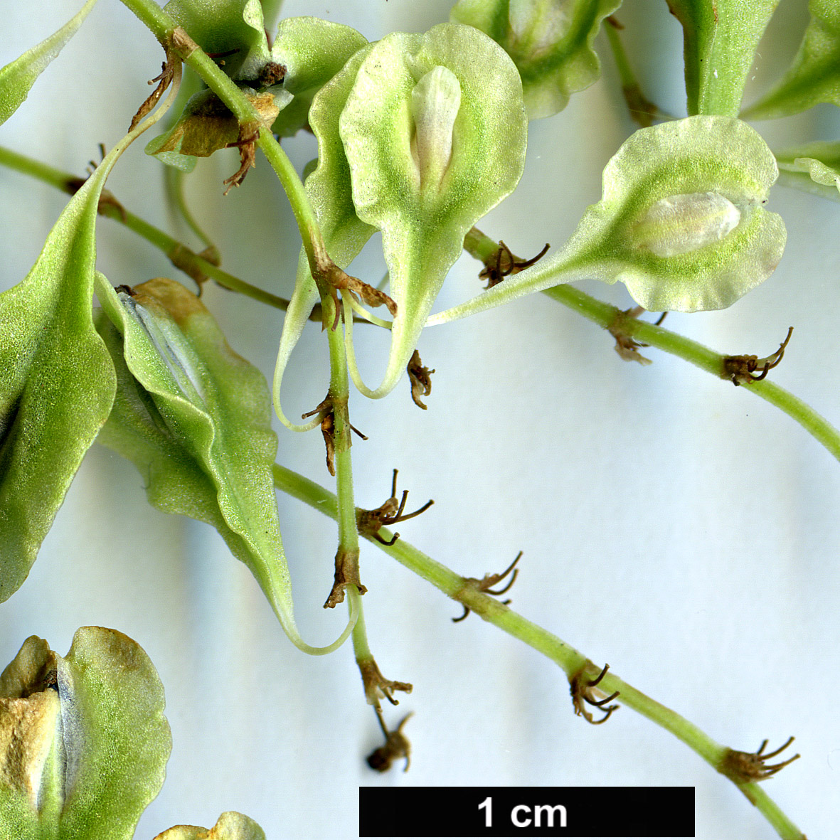 High resolution image: Family: Polygonaceae - Genus: Fallopia - Taxon: aubertii