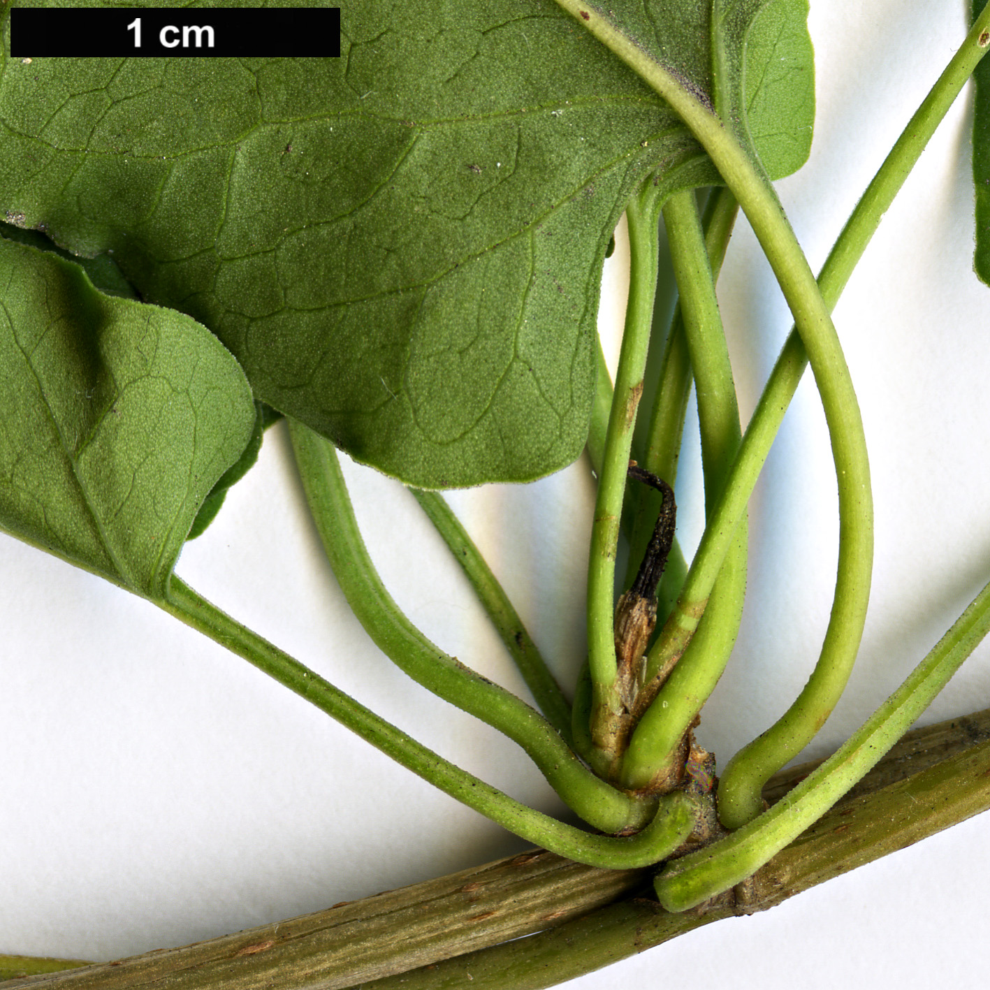 High resolution image: Family: Polygonaceae - Genus: Fallopia - Taxon: aubertii