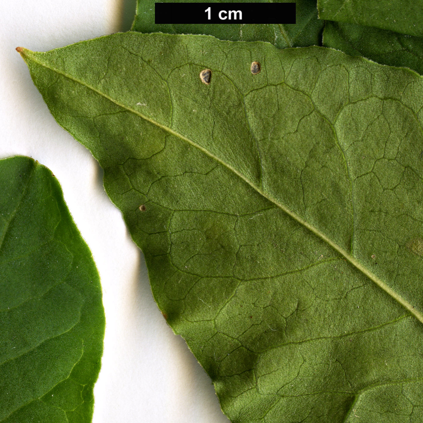 High resolution image: Family: Polygonaceae - Genus: Fallopia - Taxon: aubertii