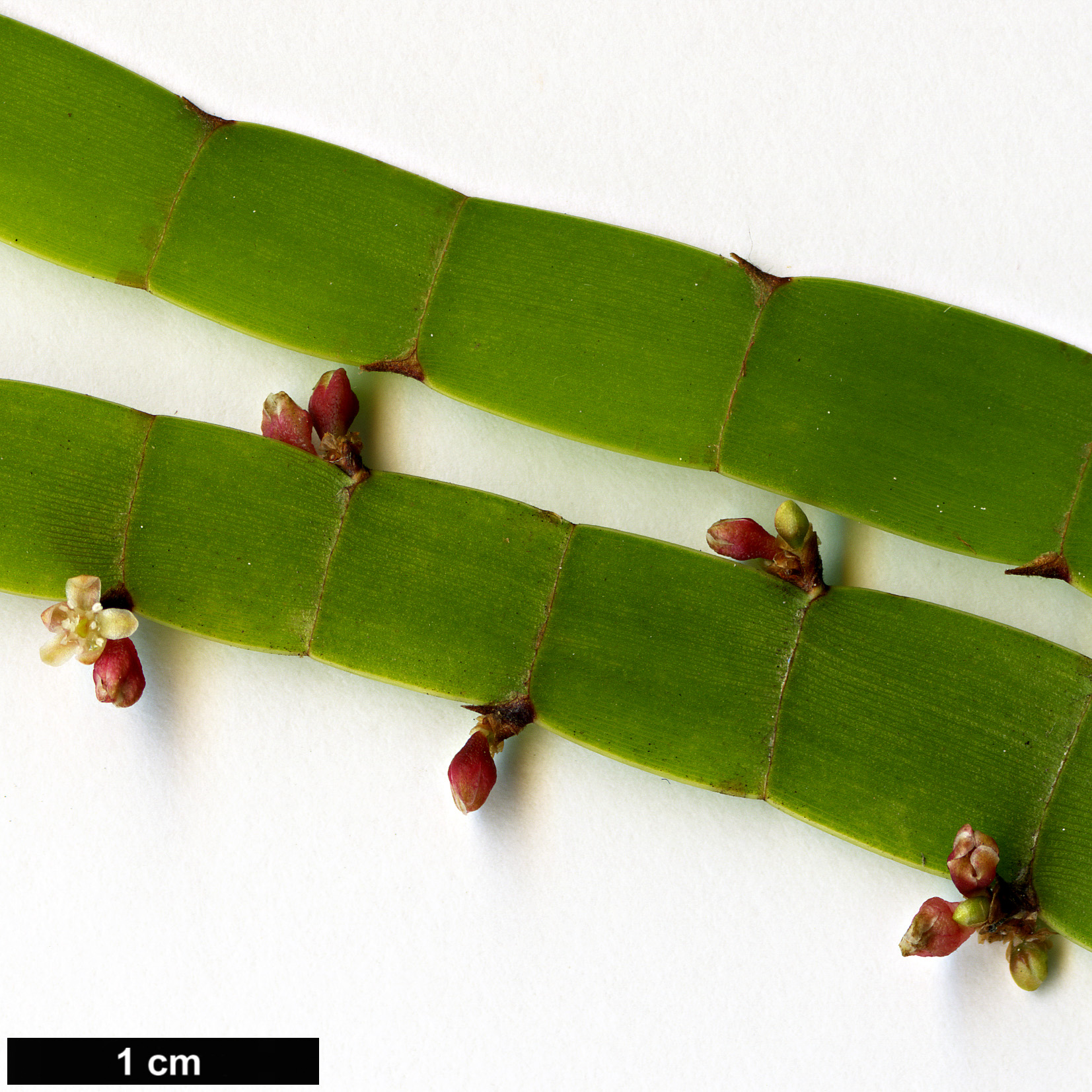 High resolution image: Family: Polygonaceae - Genus: Homalocladium - Taxon: platycladum