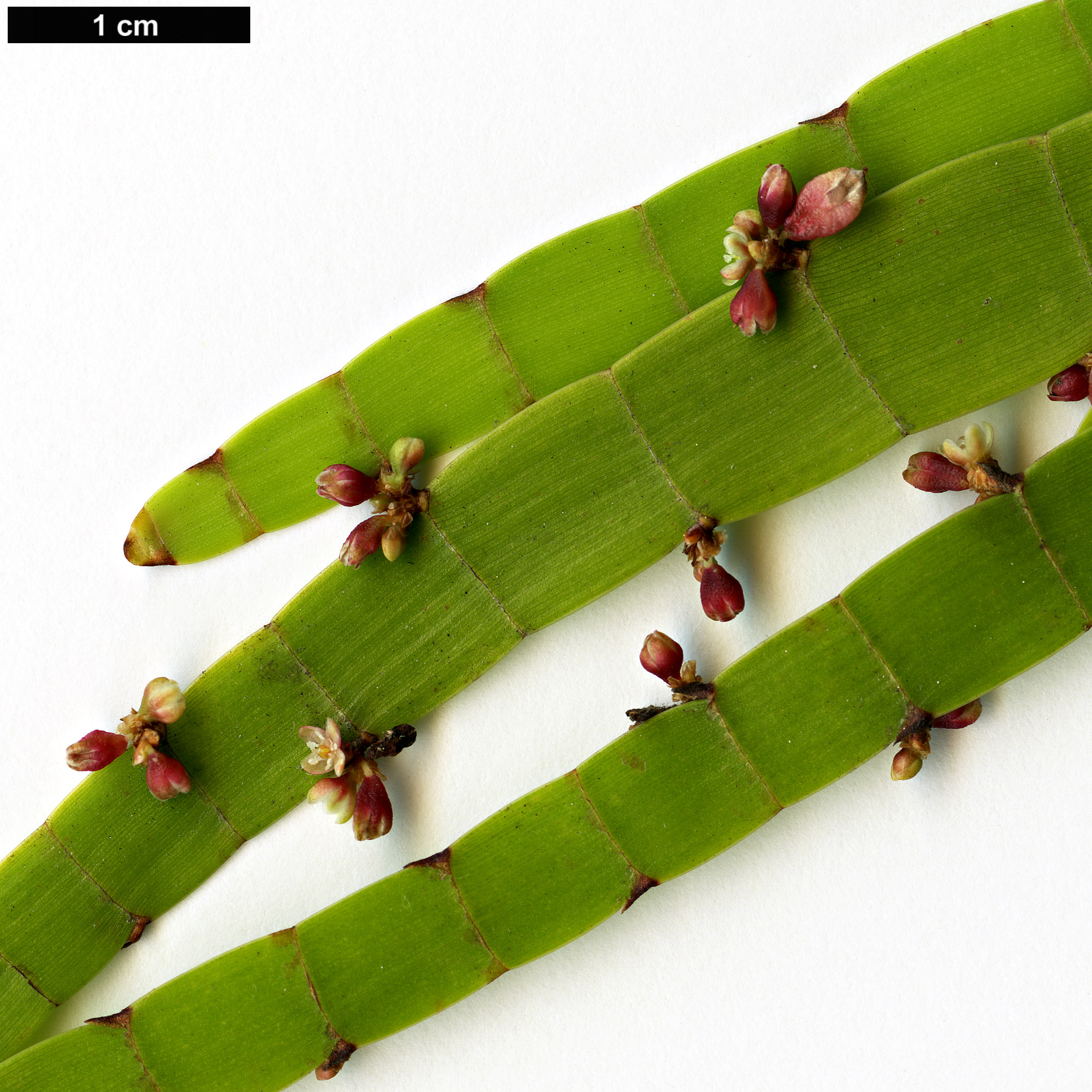 High resolution image: Family: Polygonaceae - Genus: Homalocladium - Taxon: platycladum