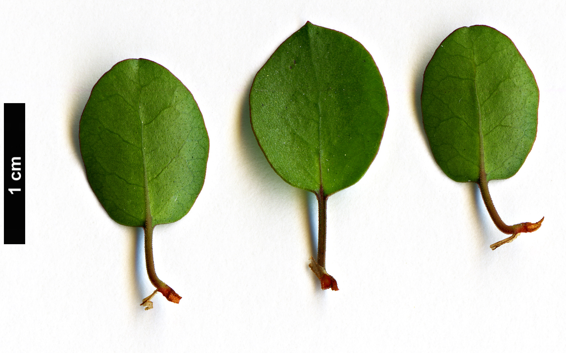 High resolution image: Family: Polygonaceae - Genus: Muehlenbeckia - Taxon: complexa