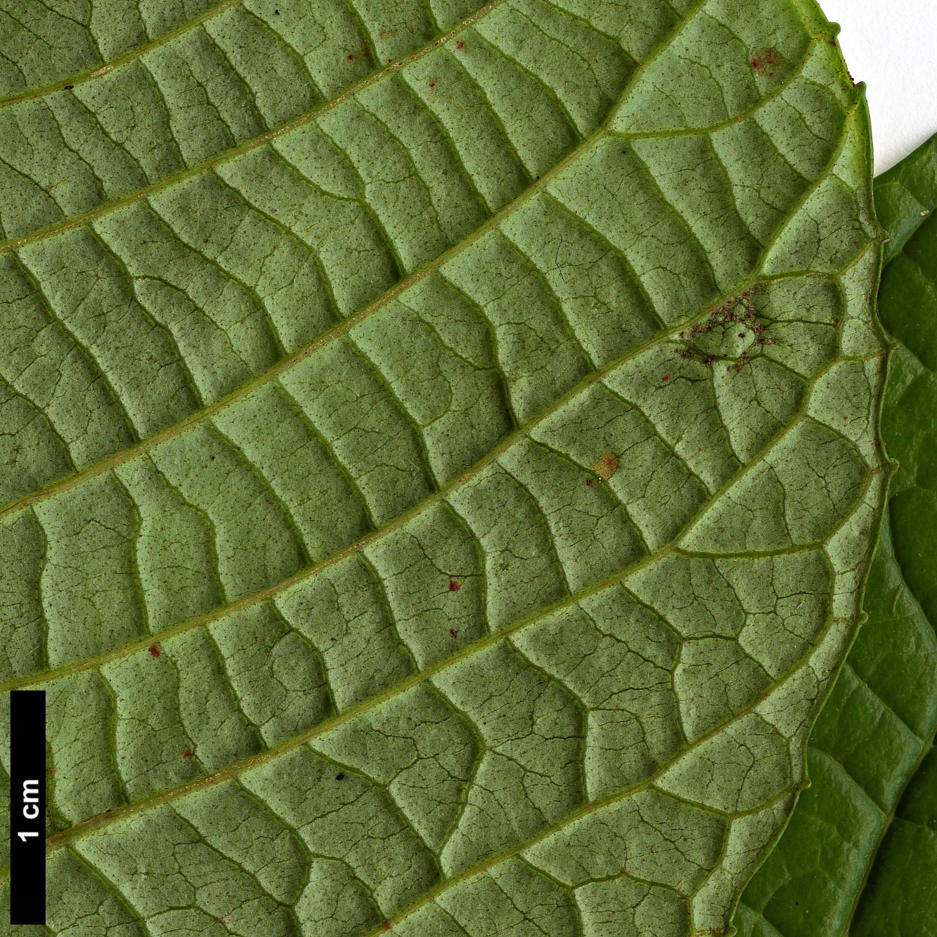 High resolution image: Family: Primulaceae - Genus: Maesa - Taxon: rugosa