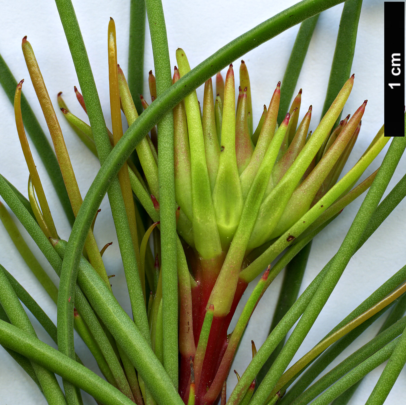 High resolution image: Family: Proteaceae - Genus: Aulax - Taxon: cancellata