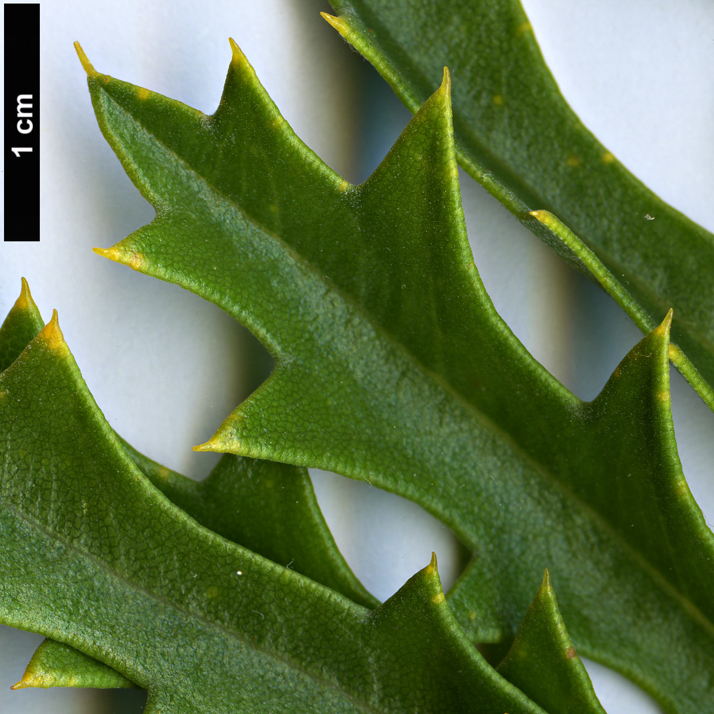 High resolution image: Family: Proteaceae - Genus: Banksia - Taxon: aculeata