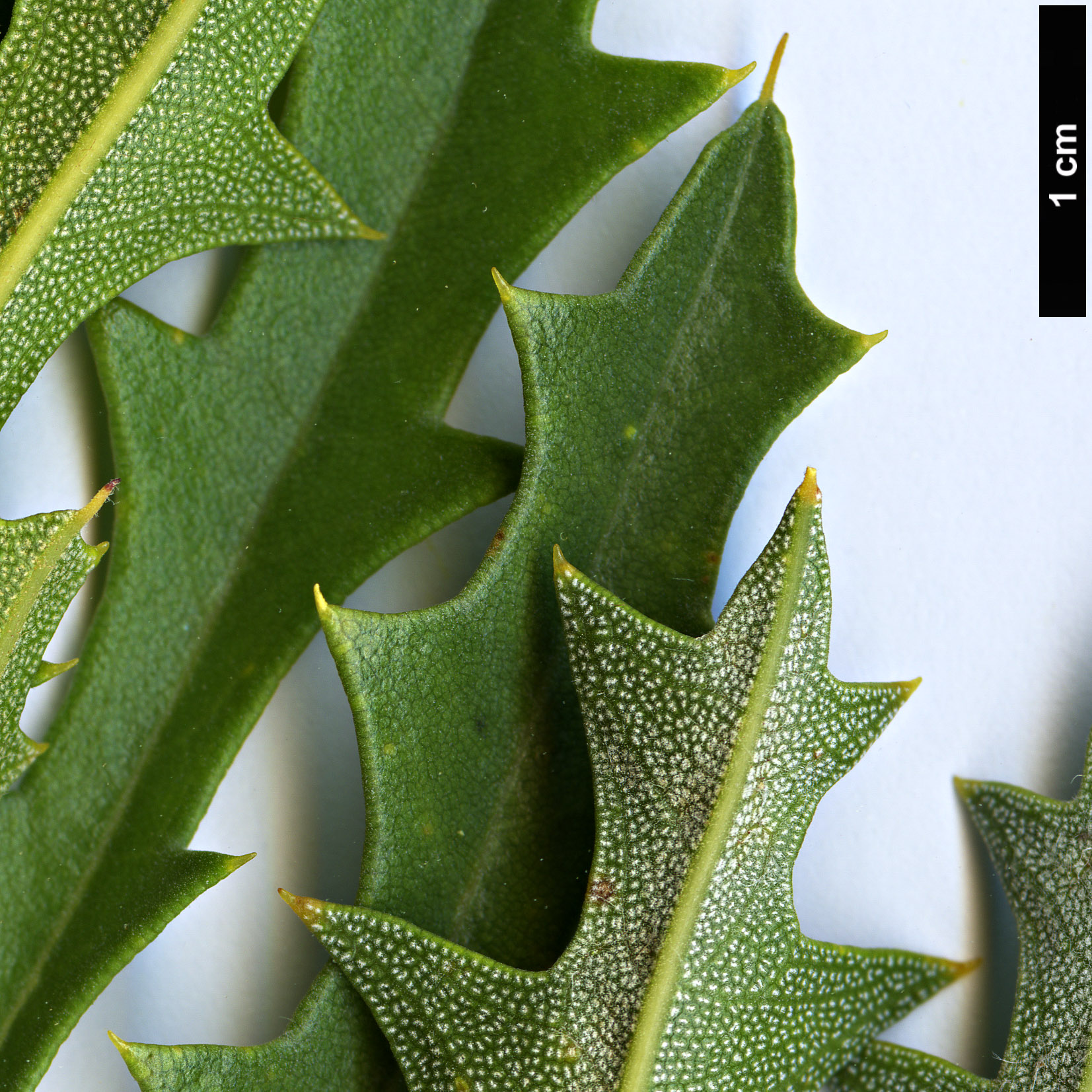 High resolution image: Family: Proteaceae - Genus: Banksia - Taxon: aculeata