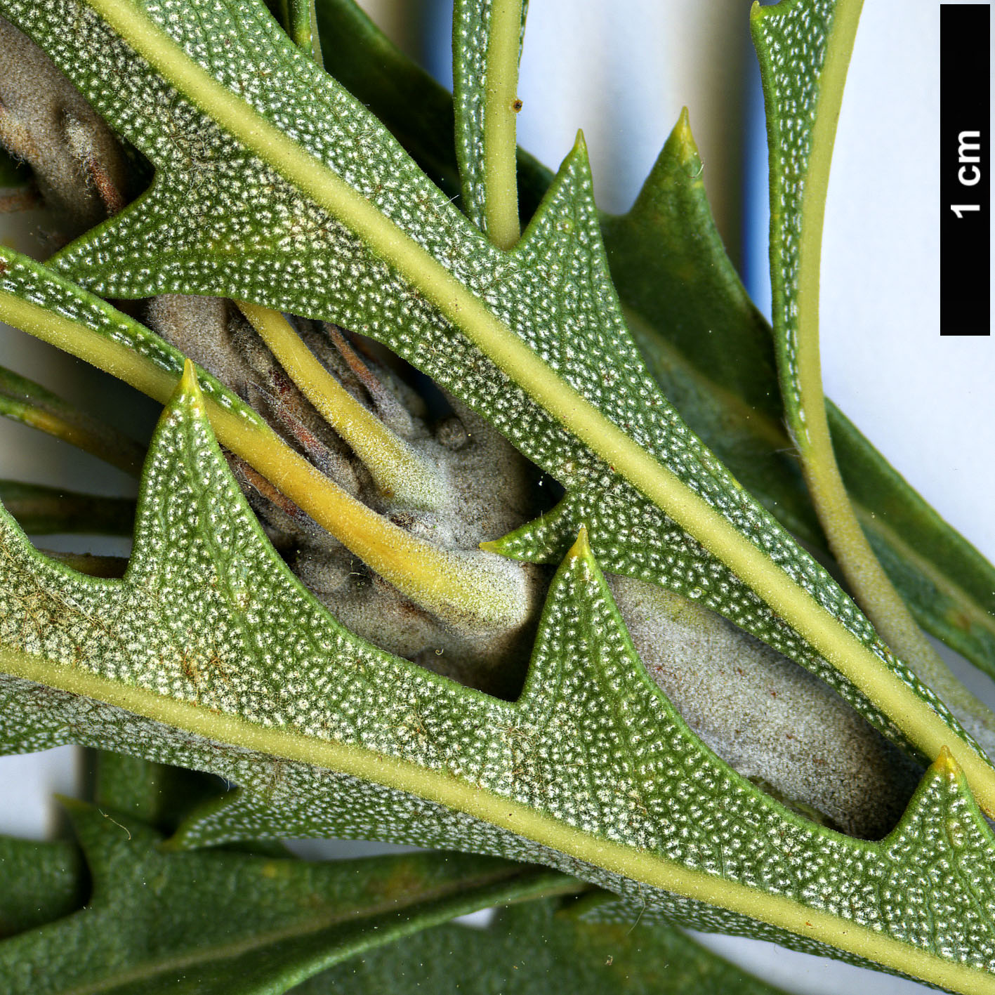 High resolution image: Family: Proteaceae - Genus: Banksia - Taxon: aculeata