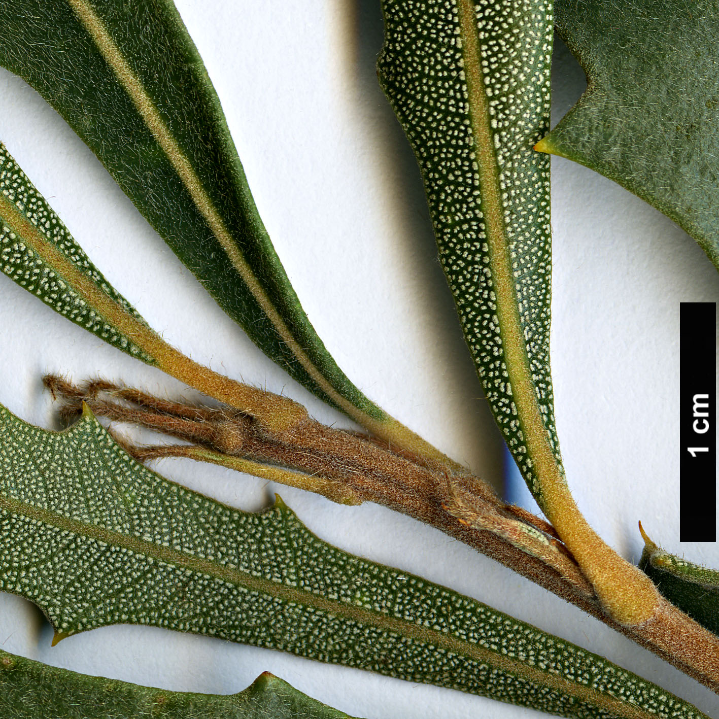 High resolution image: Family: Proteaceae - Genus: Banksia - Taxon: audax