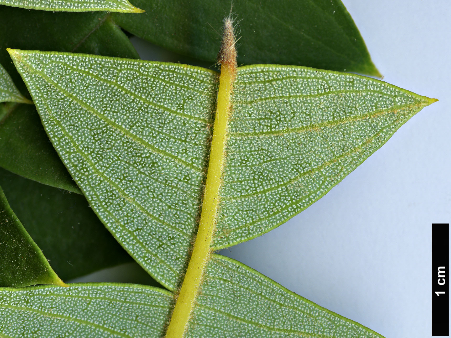 High resolution image: Family: Proteaceae - Genus: Banksia - Taxon: baxteri