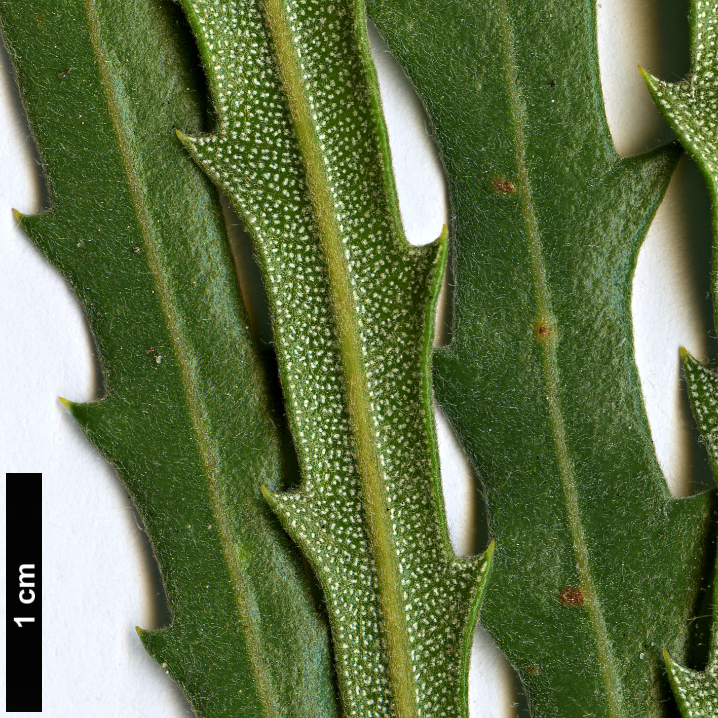 High resolution image: Family: Proteaceae - Genus: Banksia - Taxon: benthamiana