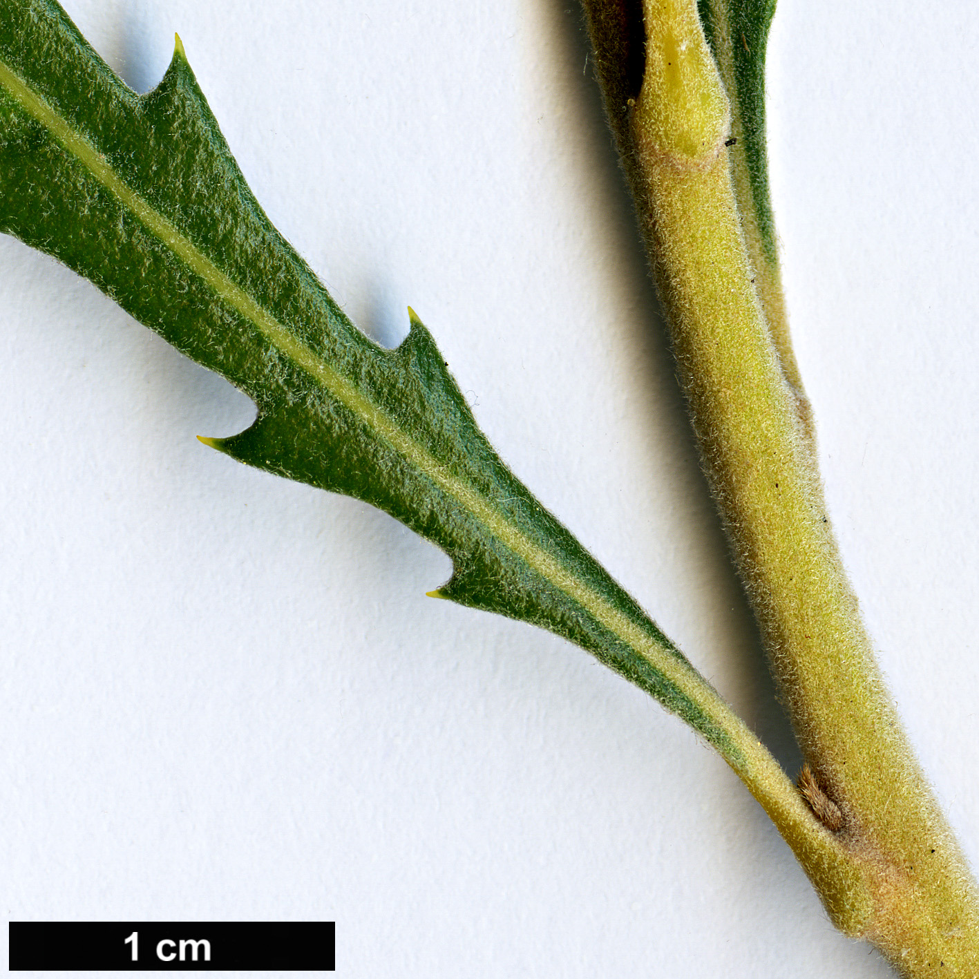 High resolution image: Family: Proteaceae - Genus: Banksia - Taxon: benthamiana