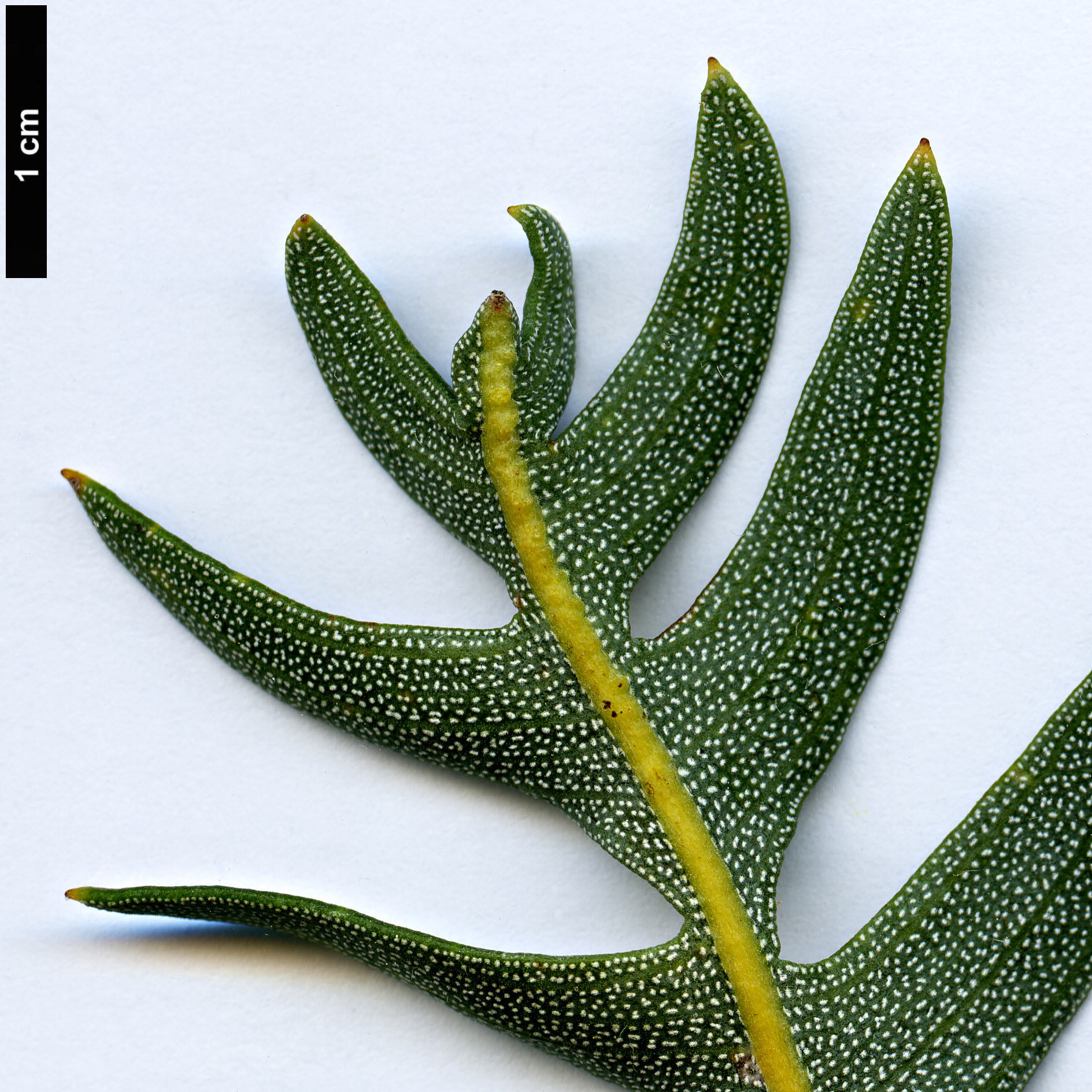 High resolution image: Family: Proteaceae - Genus: Banksia - Taxon: blechnifolia