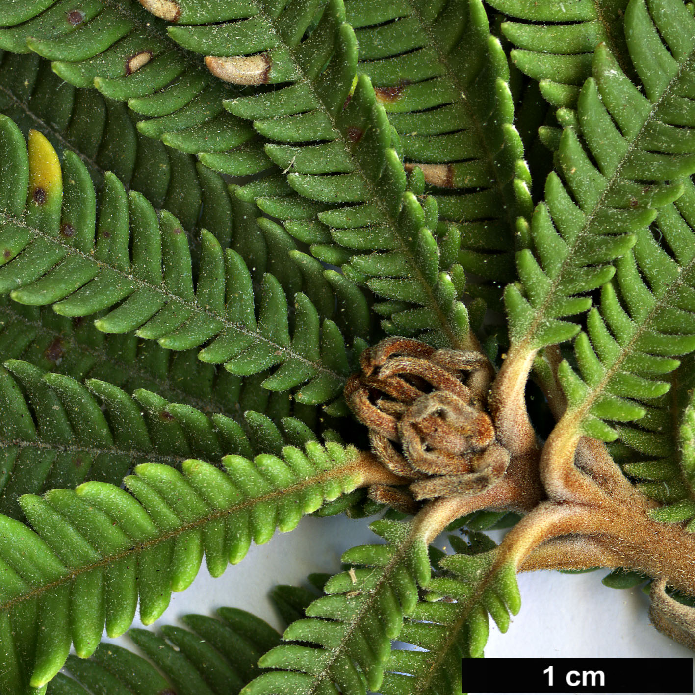 High resolution image: Family: Proteaceae - Genus: Banksia - Taxon: brownii