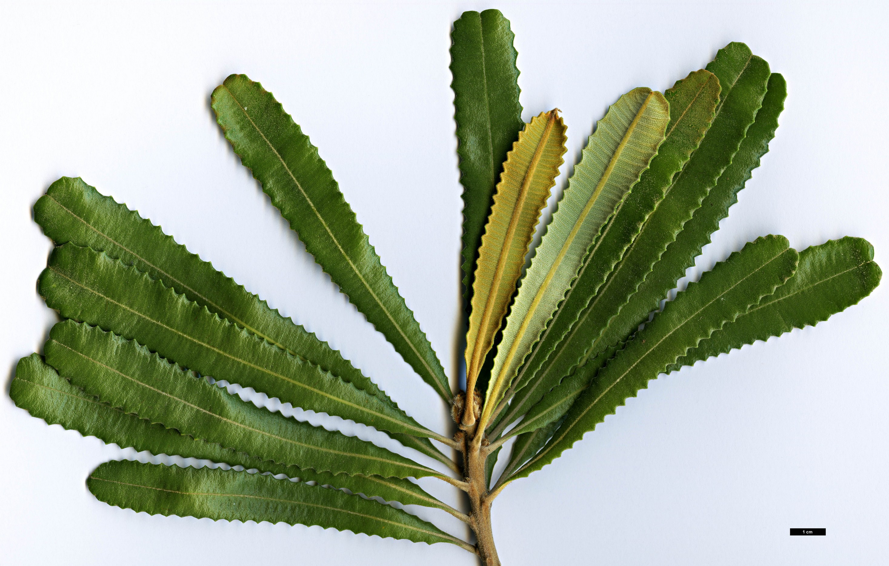 High resolution image: Family: Proteaceae - Genus: Banksia - Taxon: burdettii