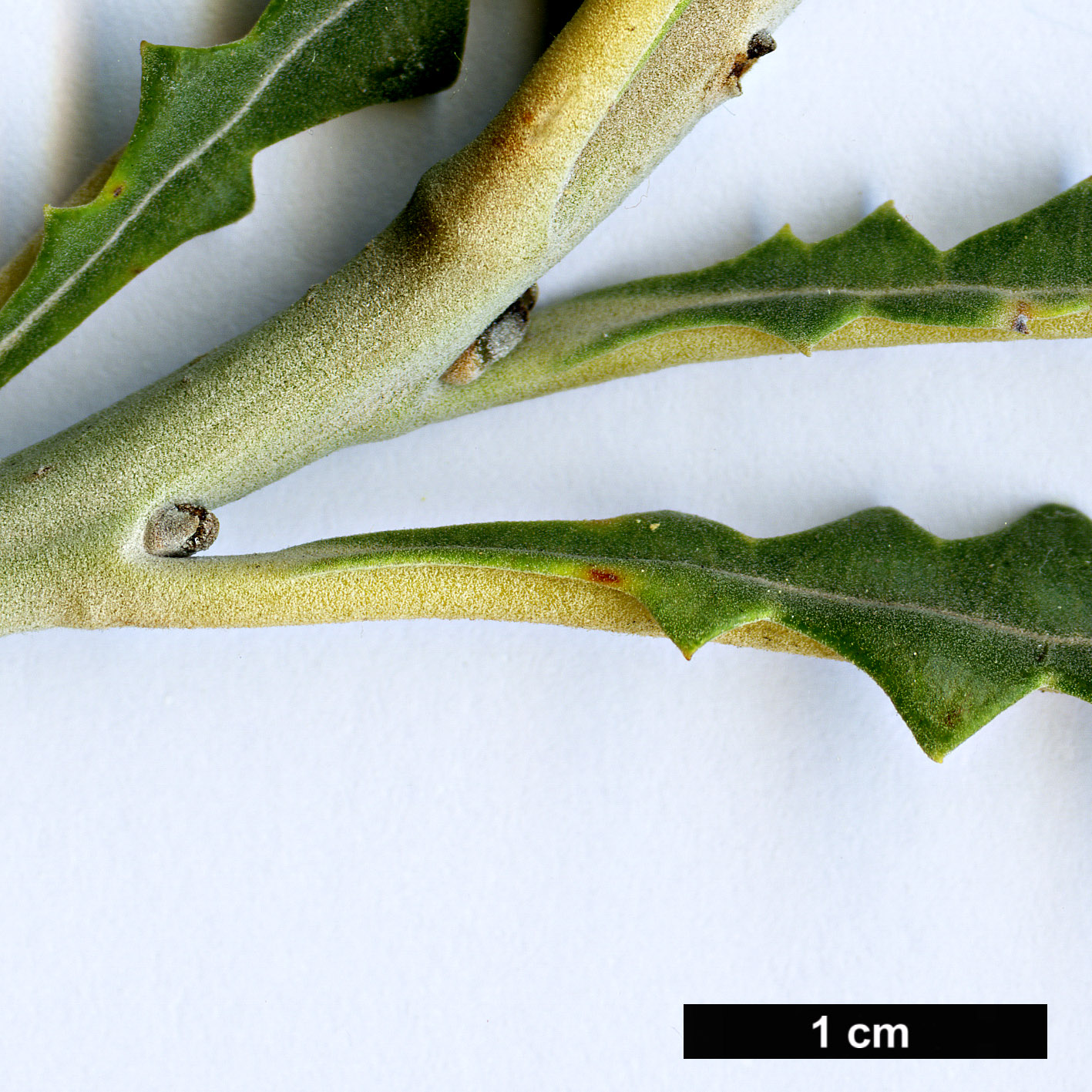 High resolution image: Family: Proteaceae - Genus: Banksia - Taxon: candolleana