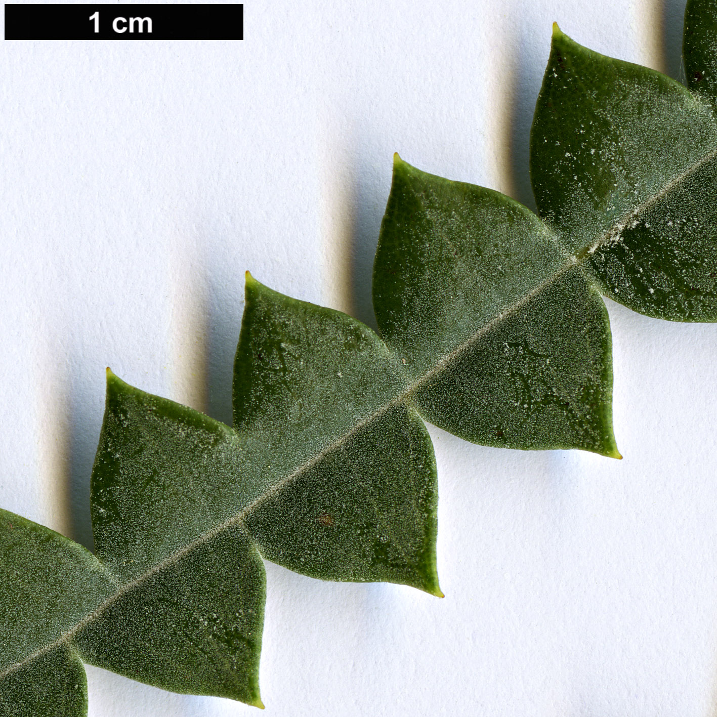 High resolution image: Family: Proteaceae - Genus: Banksia - Taxon: candolleana