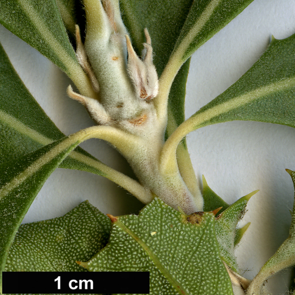 High resolution image: Family: Proteaceae - Genus: Banksia - Taxon: cuneata