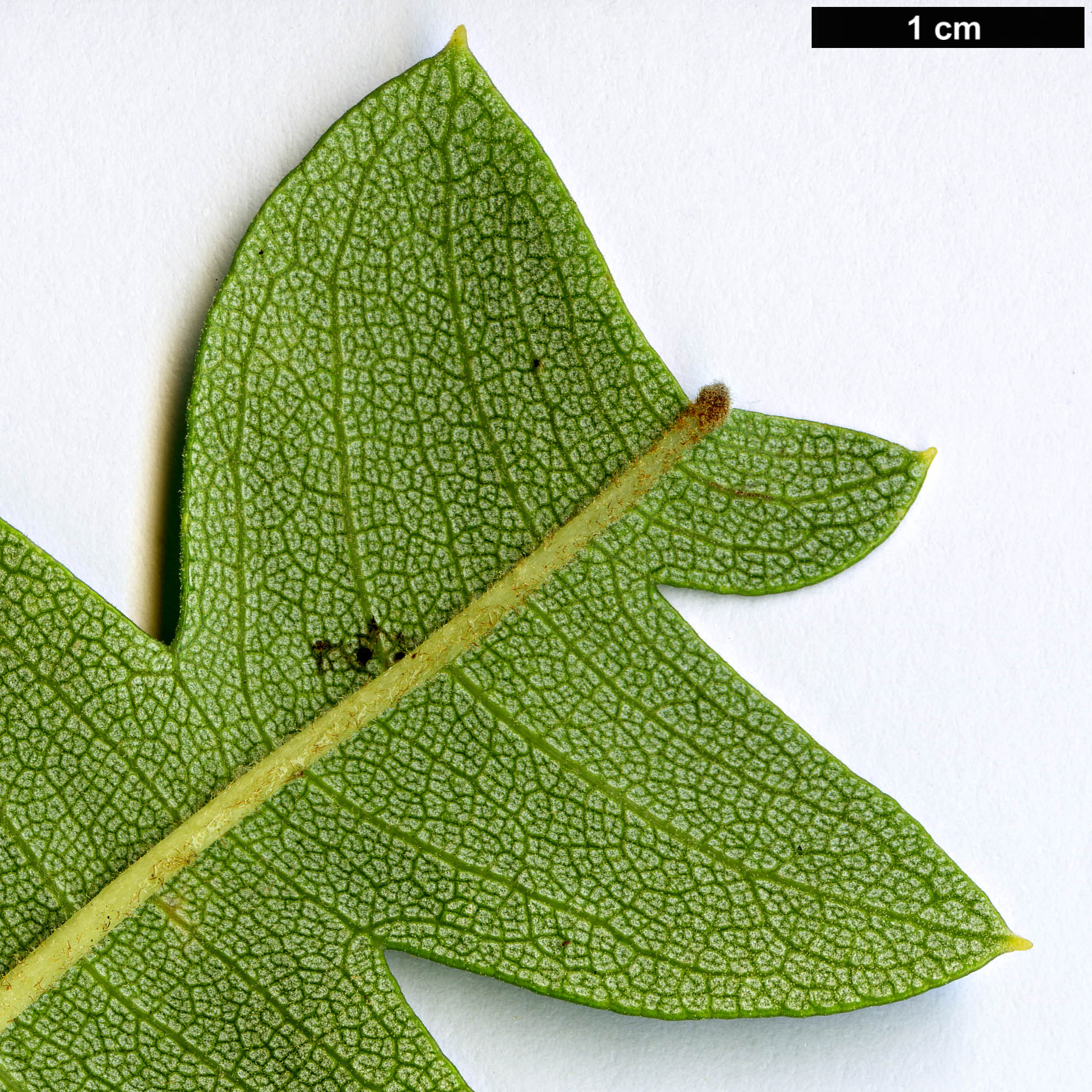 High resolution image: Family: Proteaceae - Genus: Banksia - Taxon: grandis