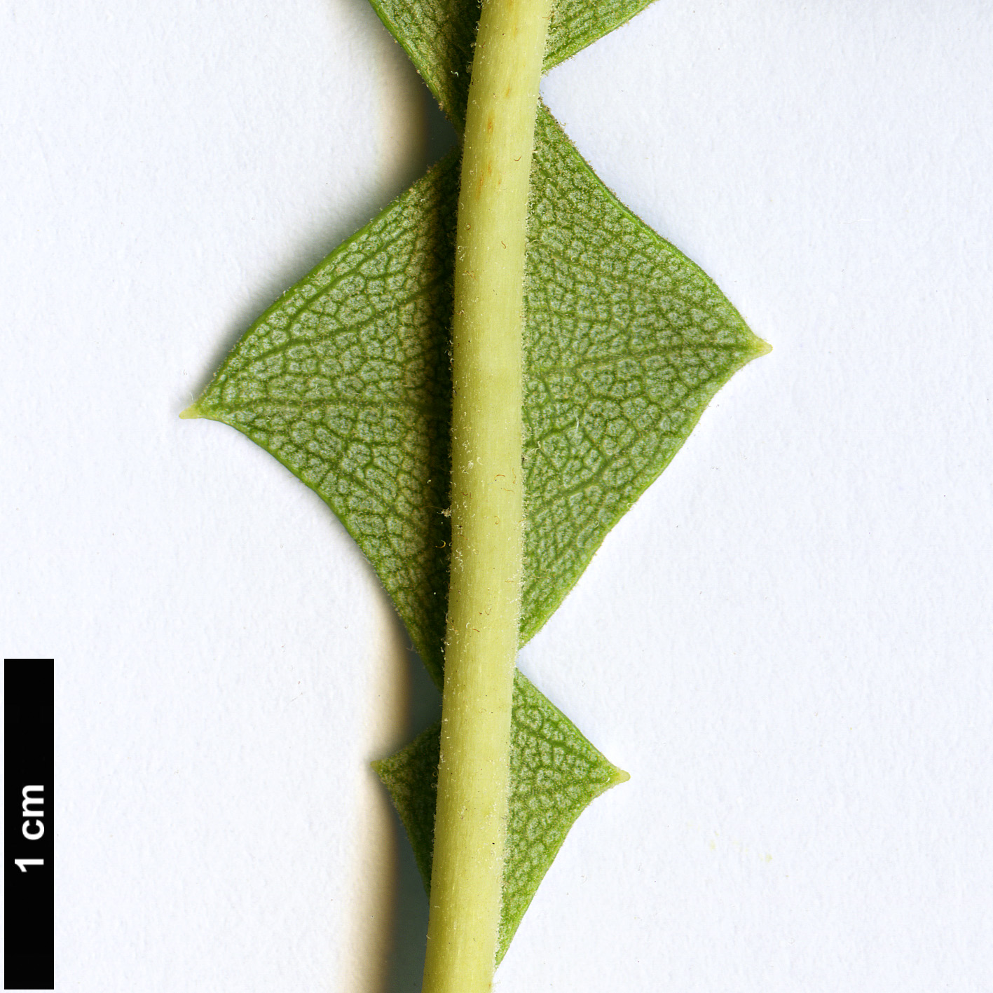 High resolution image: Family: Proteaceae - Genus: Banksia - Taxon: grandis