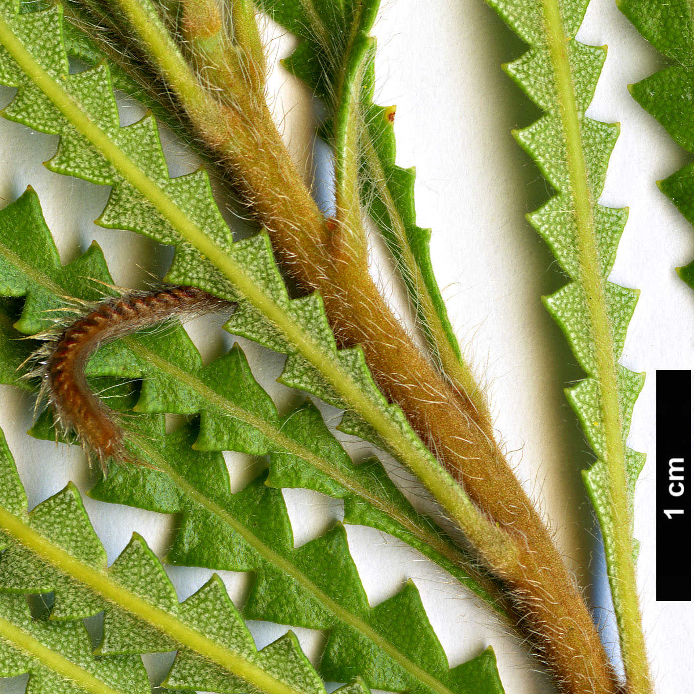 High resolution image: Family: Proteaceae - Genus: Banksia - Taxon: hookeriana