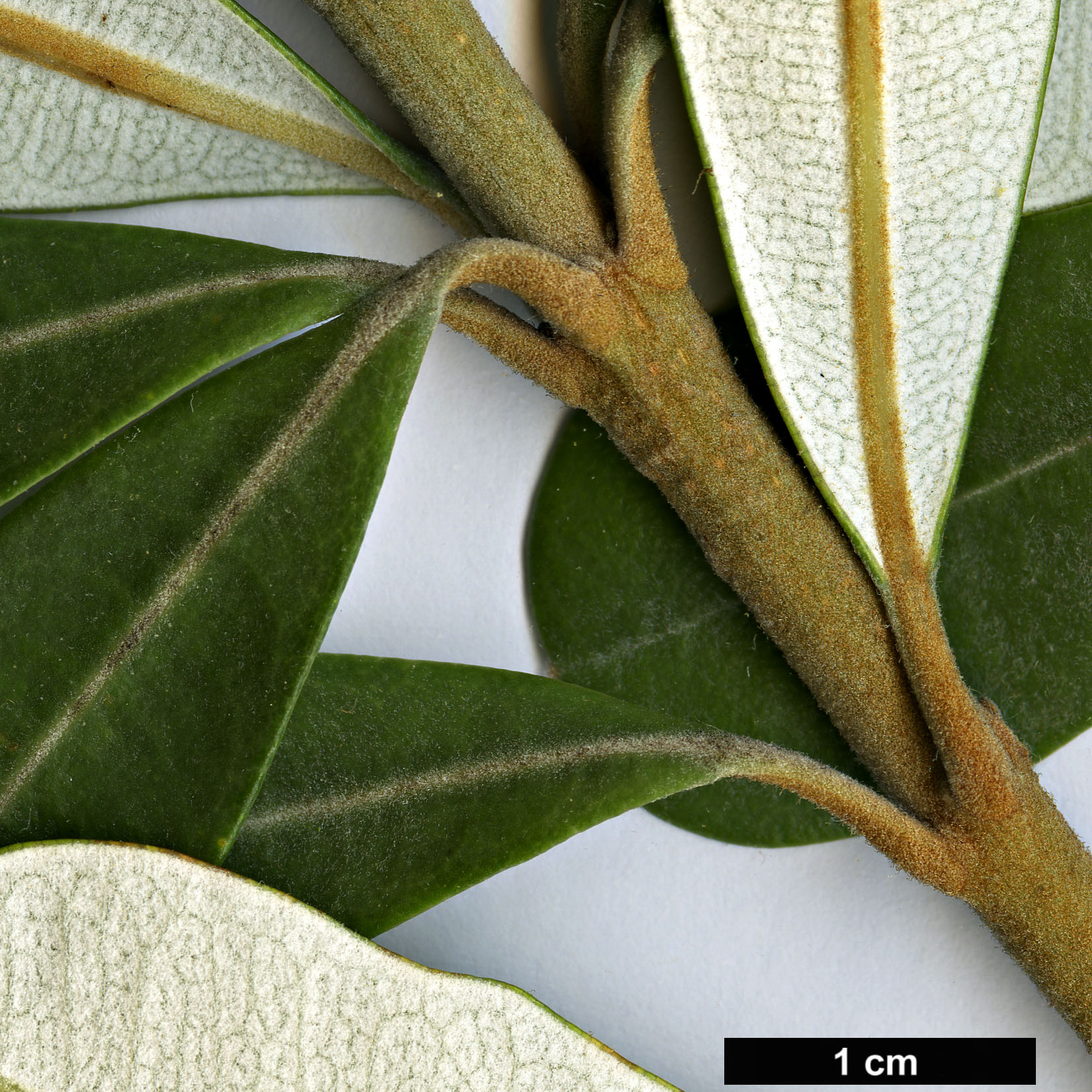 High resolution image: Family: Proteaceae - Genus: Banksia - Taxon: integrifolia