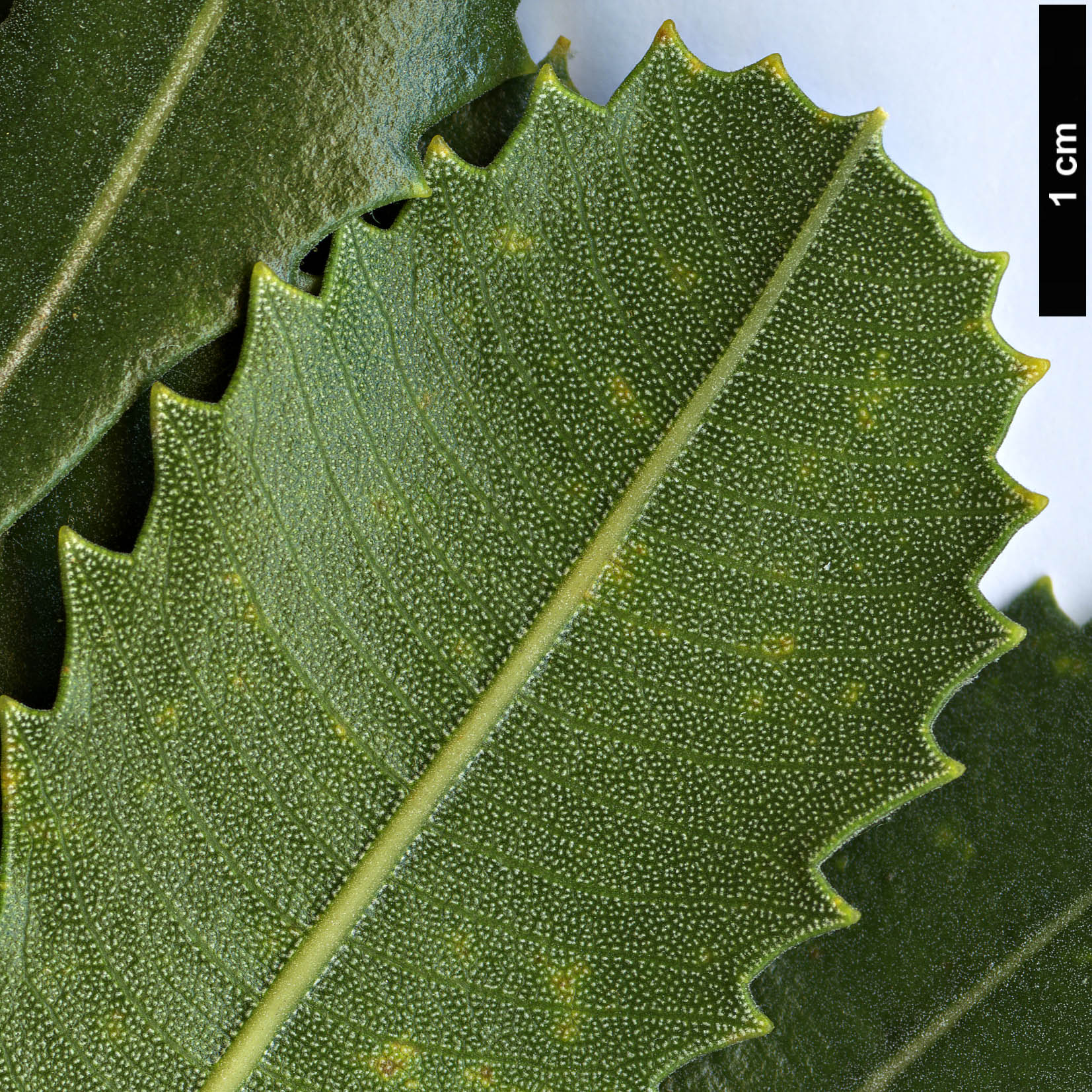 High resolution image: Family: Proteaceae - Genus: Banksia - Taxon: lemanniana