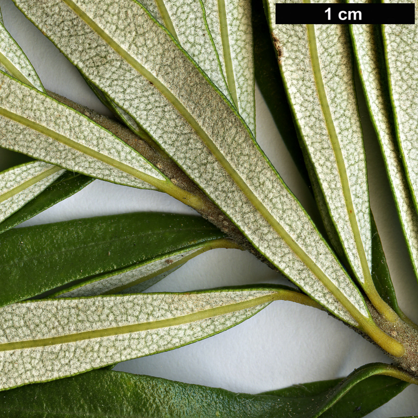 High resolution image: Family: Proteaceae - Genus: Banksia - Taxon: marginata