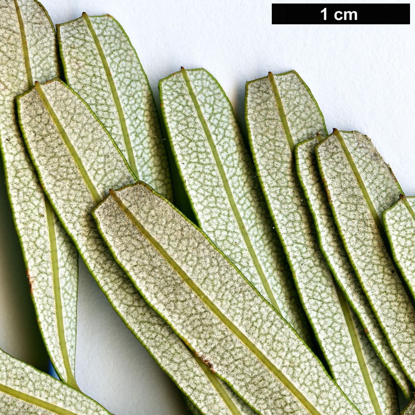 High resolution image: Family: Proteaceae - Genus: Banksia - Taxon: marginata