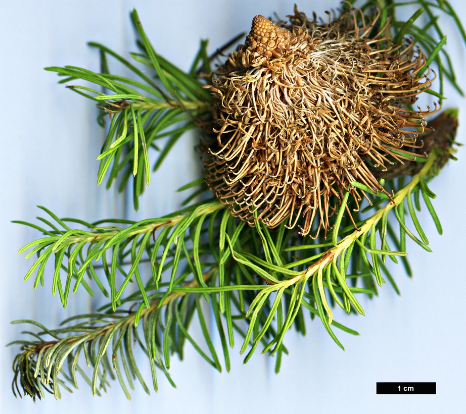 High resolution image: Family: Proteaceae - Genus: Banksia - Taxon: nutans