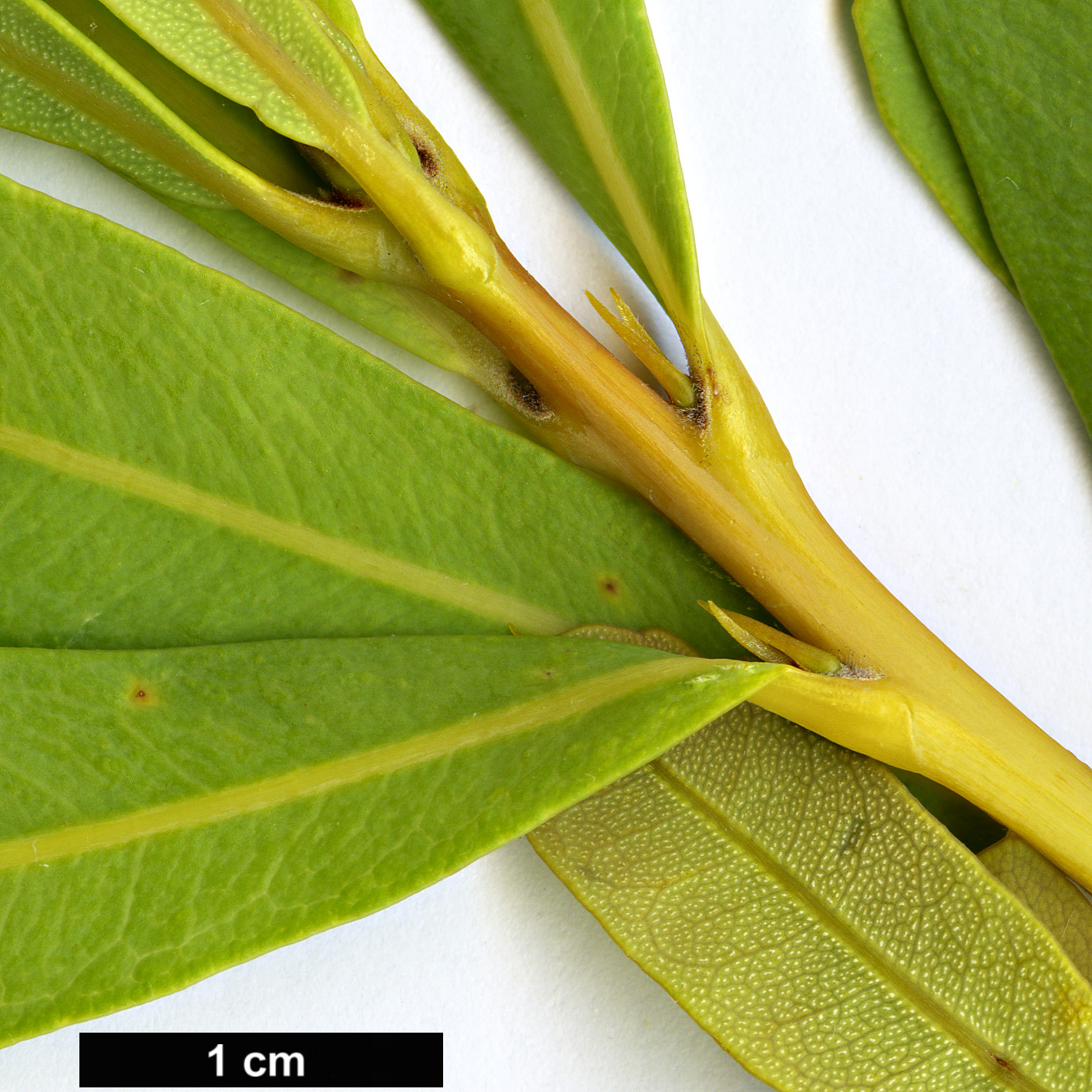 High resolution image: Family: Proteaceae - Genus: Banksia - Taxon: oreophila